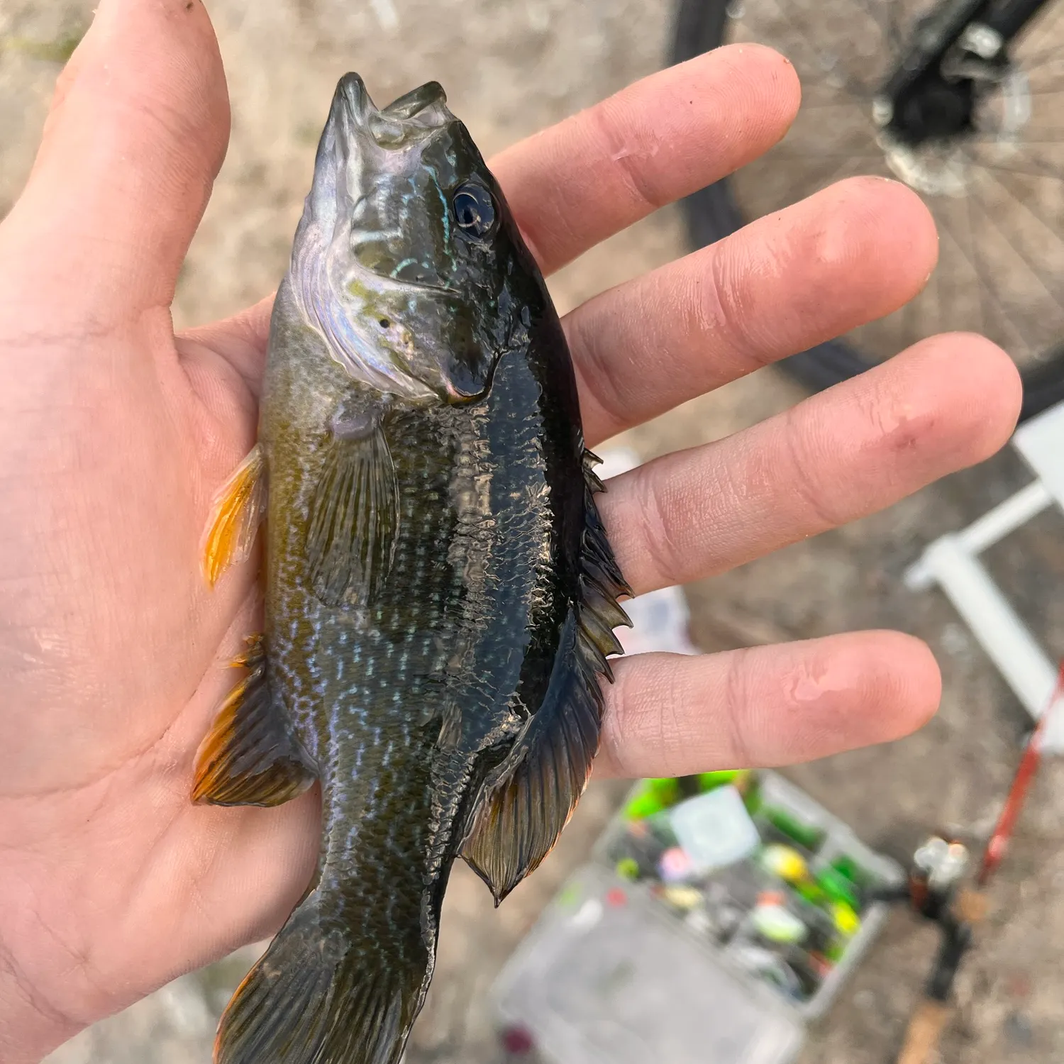 Green sunfish caught on Fishbrain