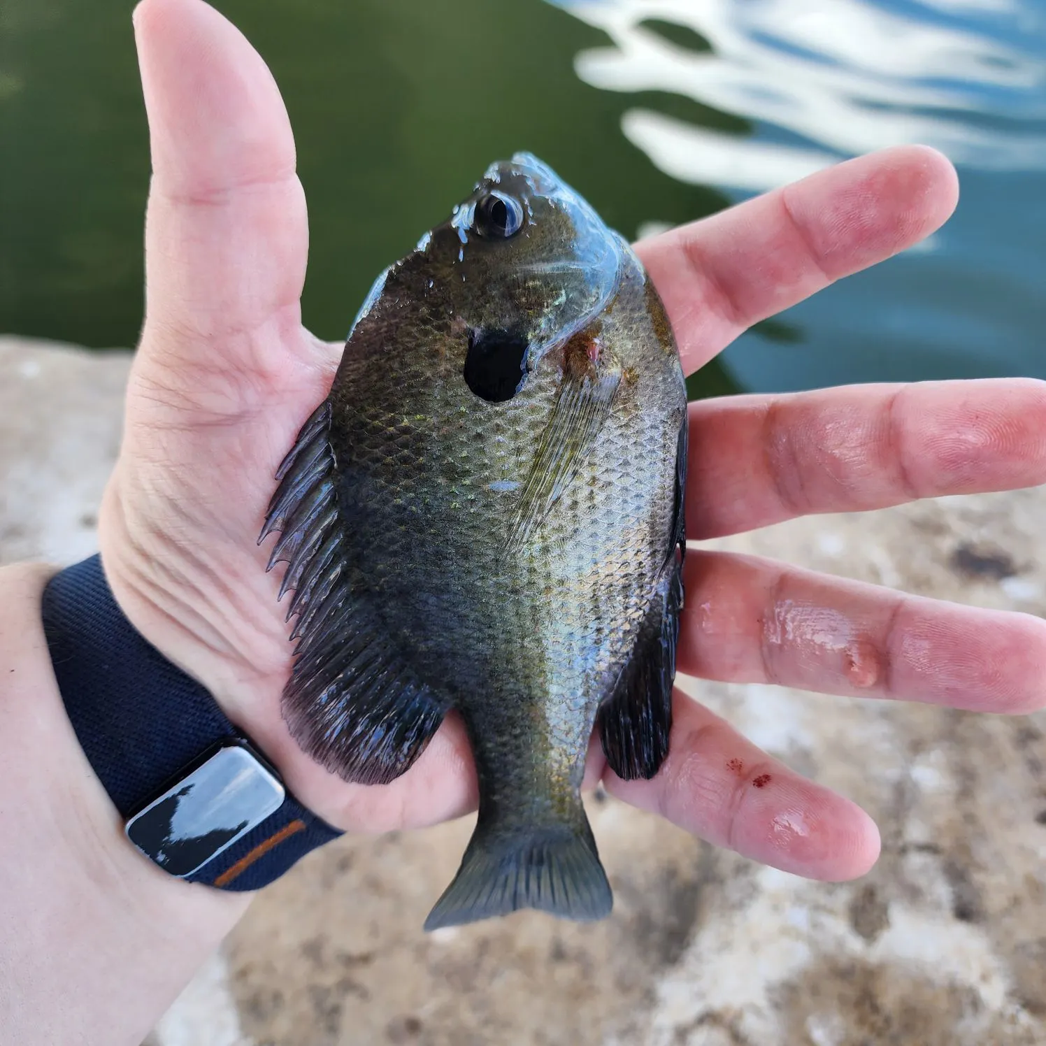 Bluegill caught on Fishbrain