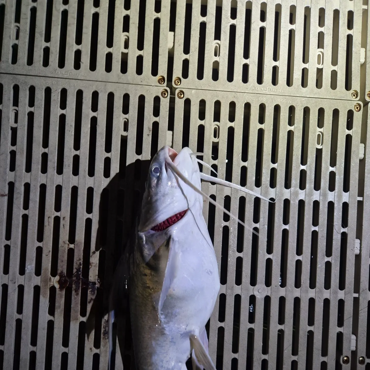 Gafftopsail sea catfish caught on Fishbrain