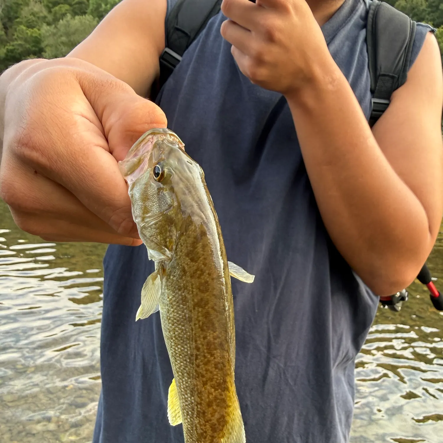 Smallmouth bass caught on Fishbrain
