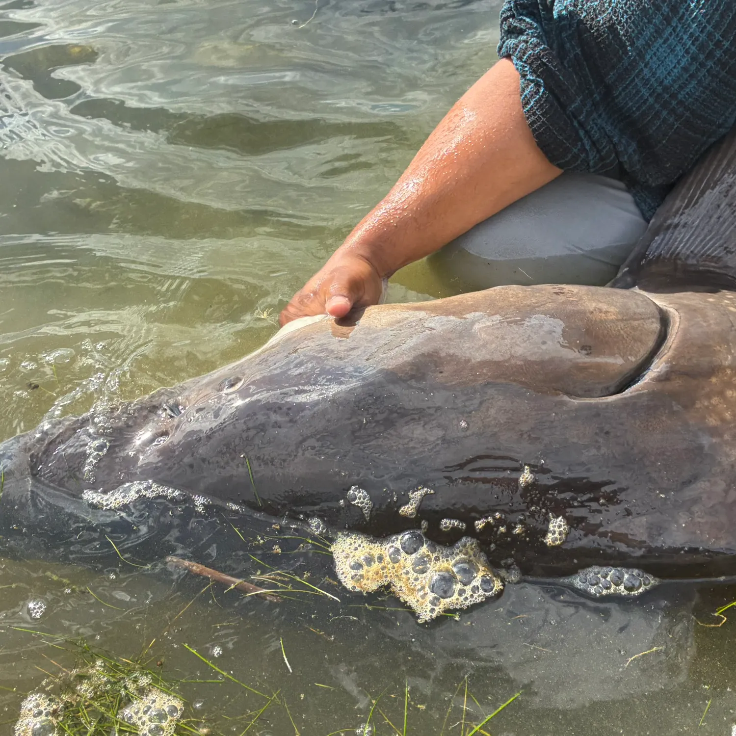 White sturgeon caught on Fishbrain