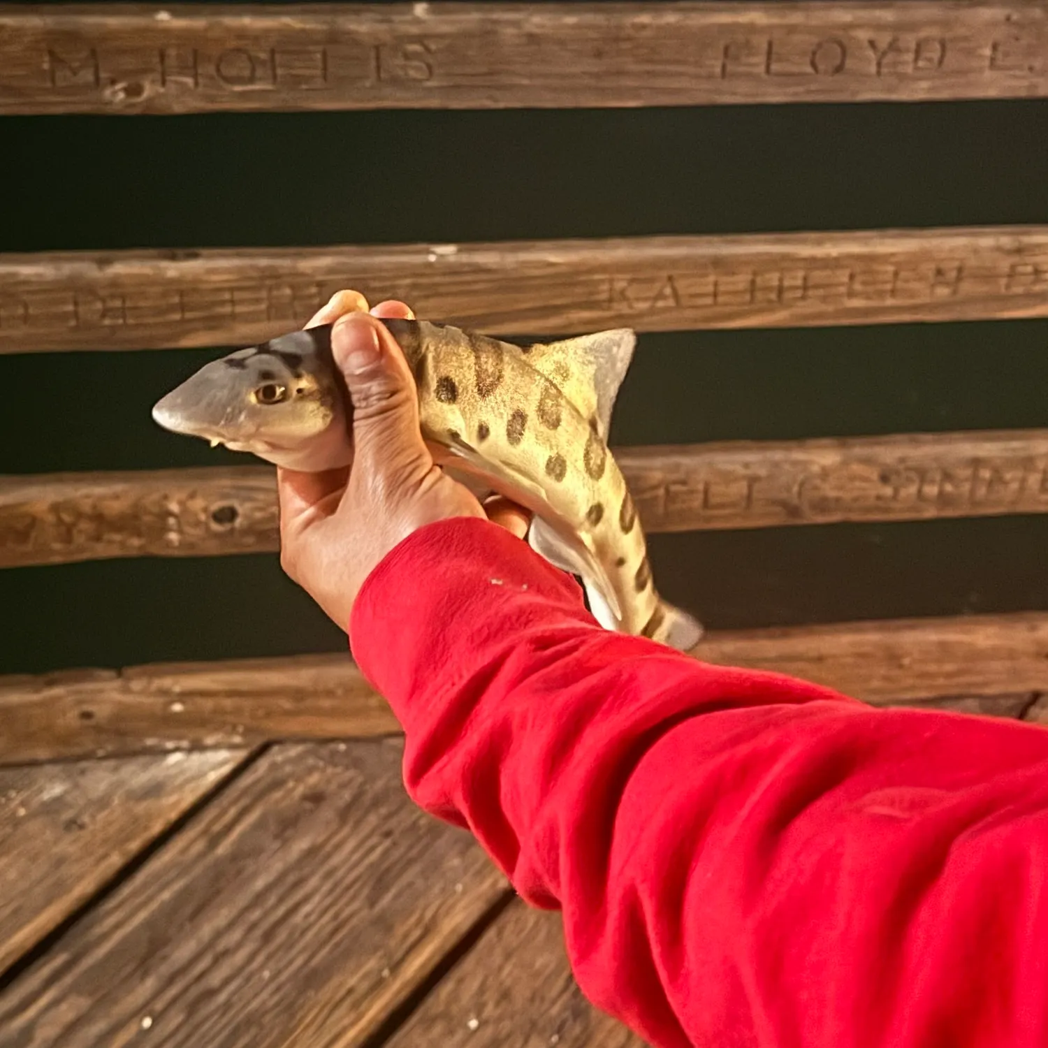 recently logged catches