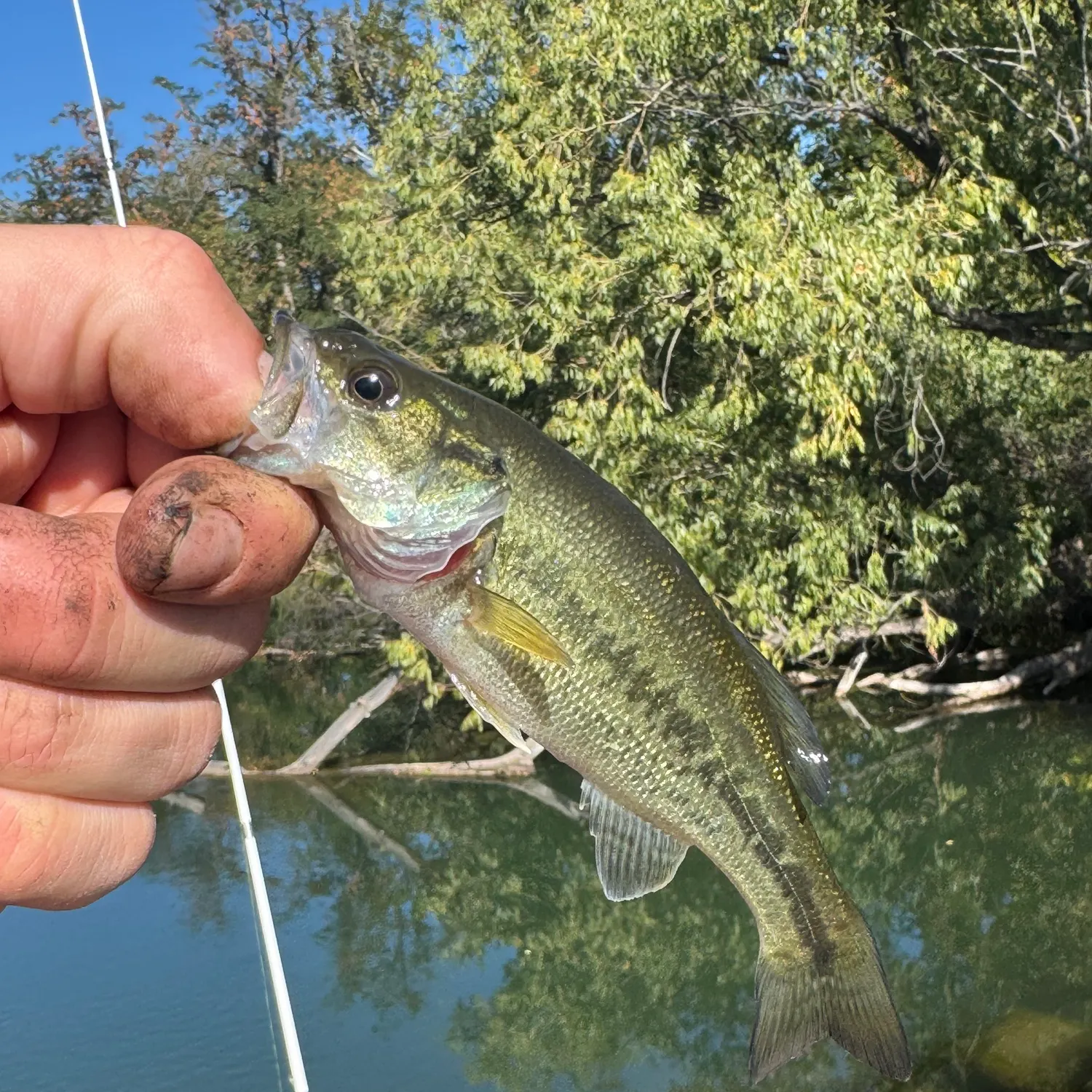 Largemouth bass caught on Fishbrain