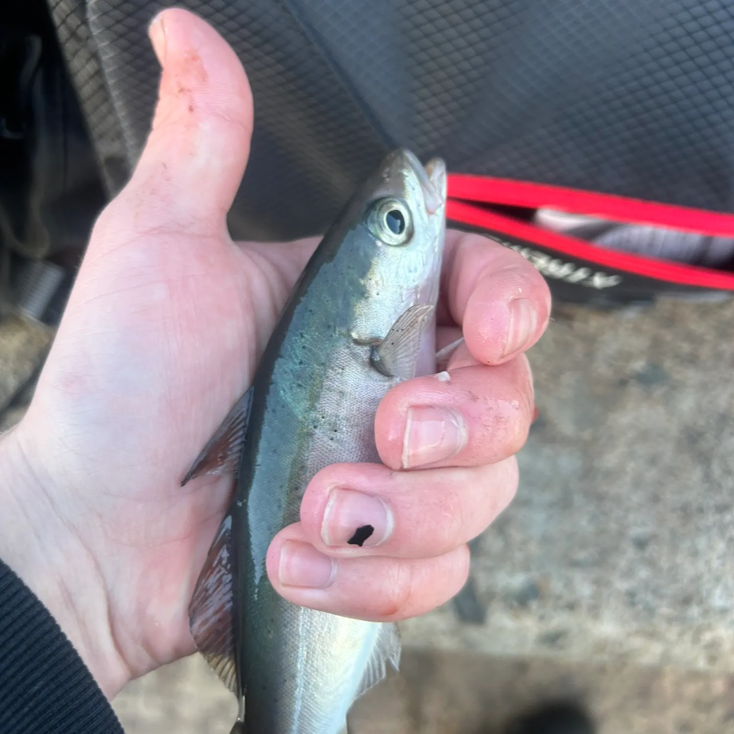 The most recent Atlantic pollock catches on Fishbrain