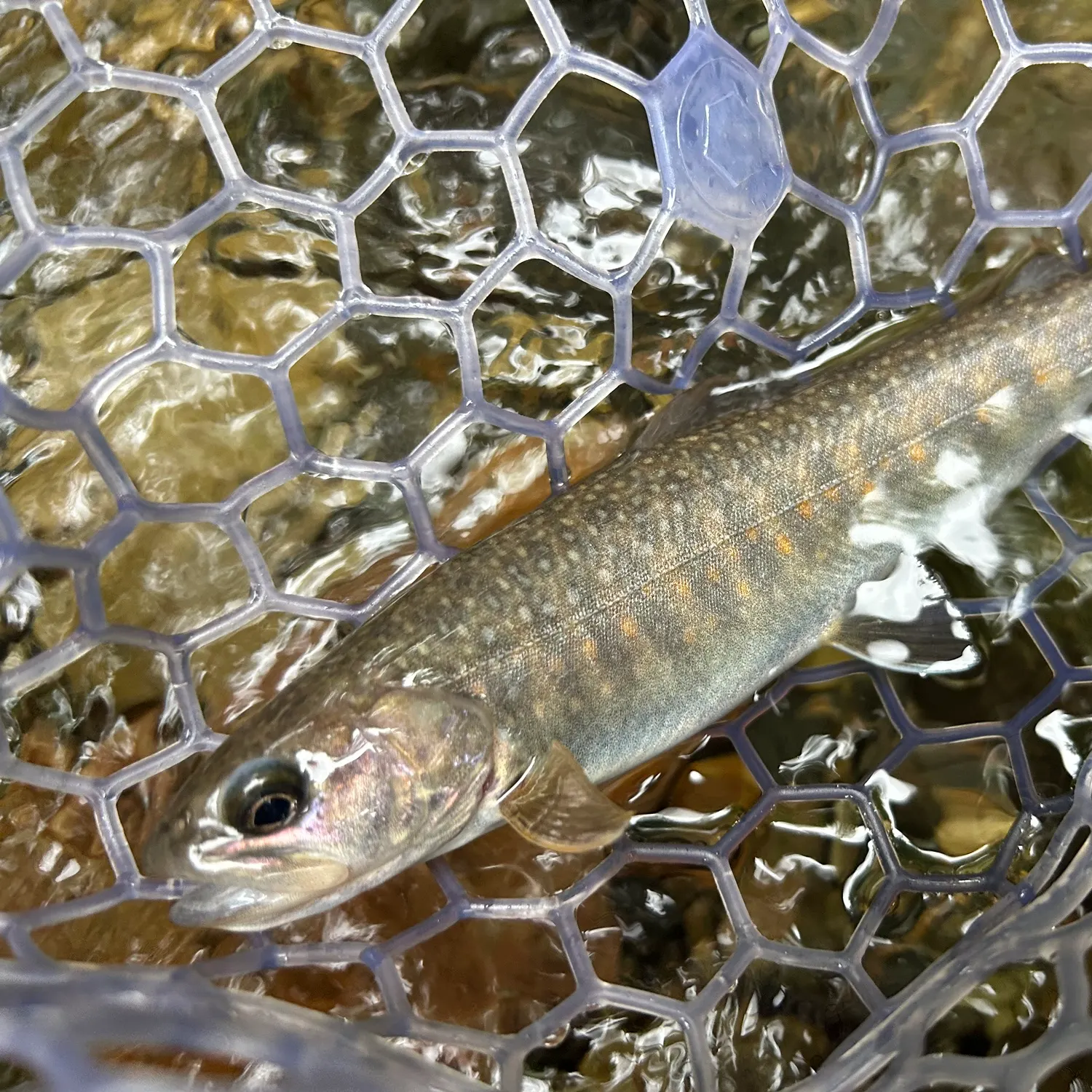 The most recent Japanese pluvius char catches on Fishbrain
