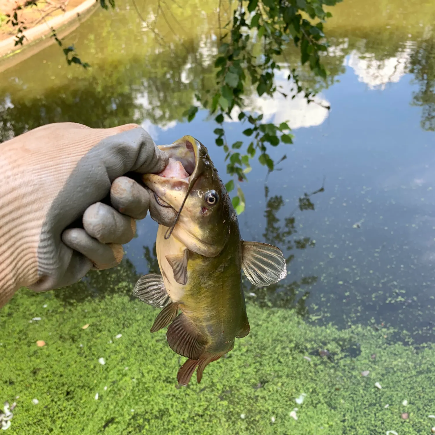 ᐅ Lucy Park fishing reports🎣• Wichita Falls, TX (United States) fishing