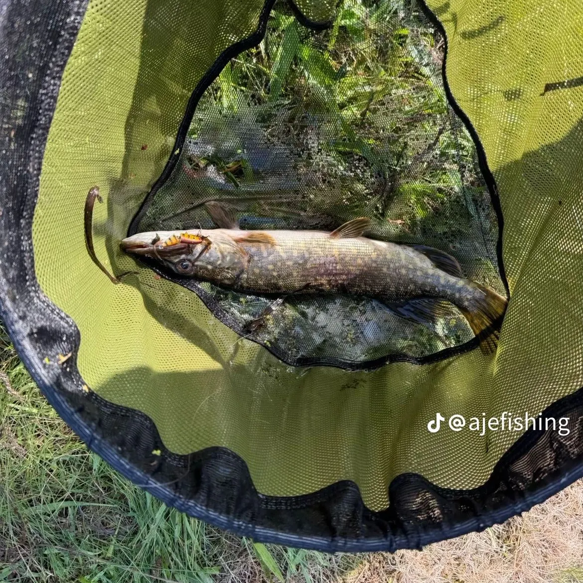 Northern pike caught on Fishbrain