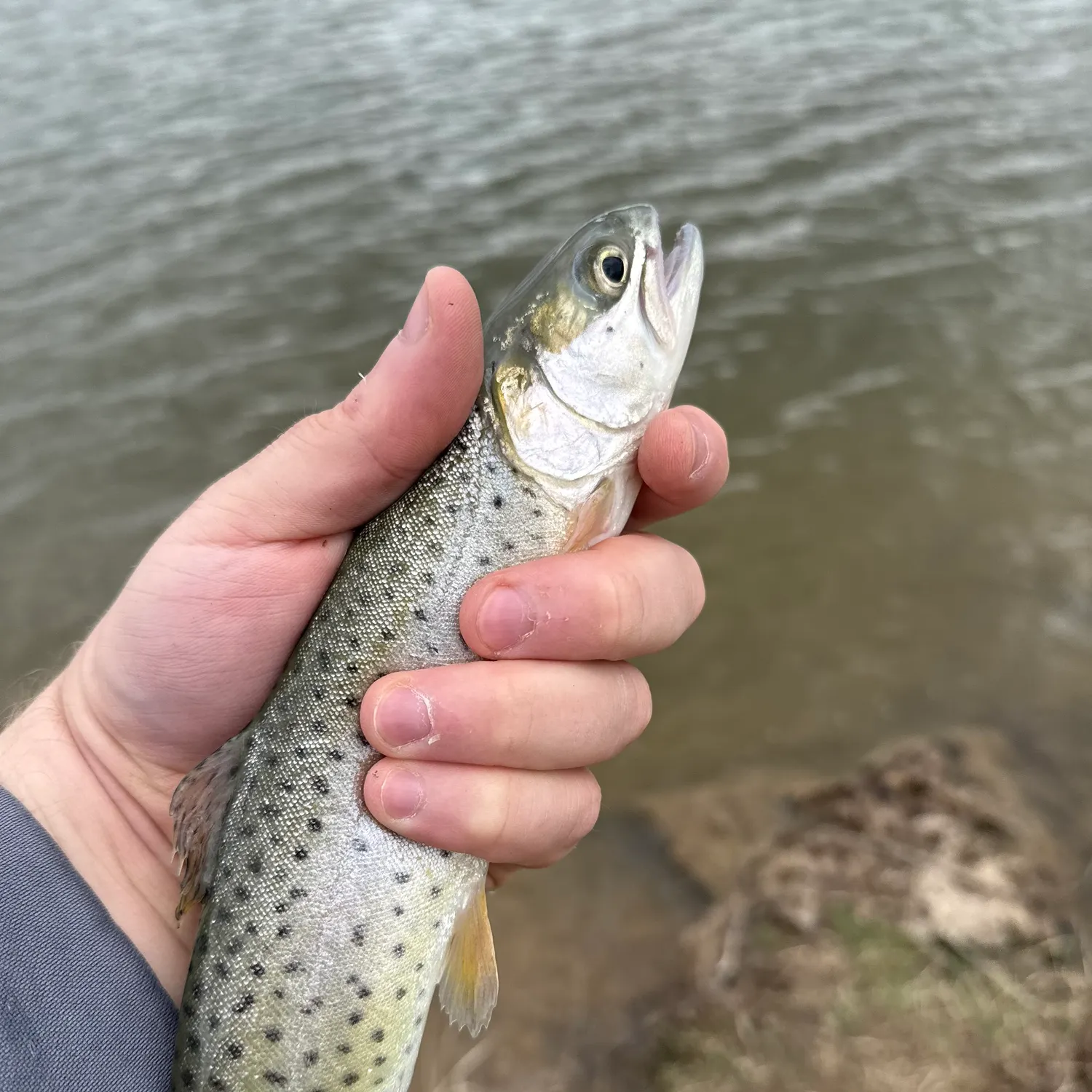 most liked catch image