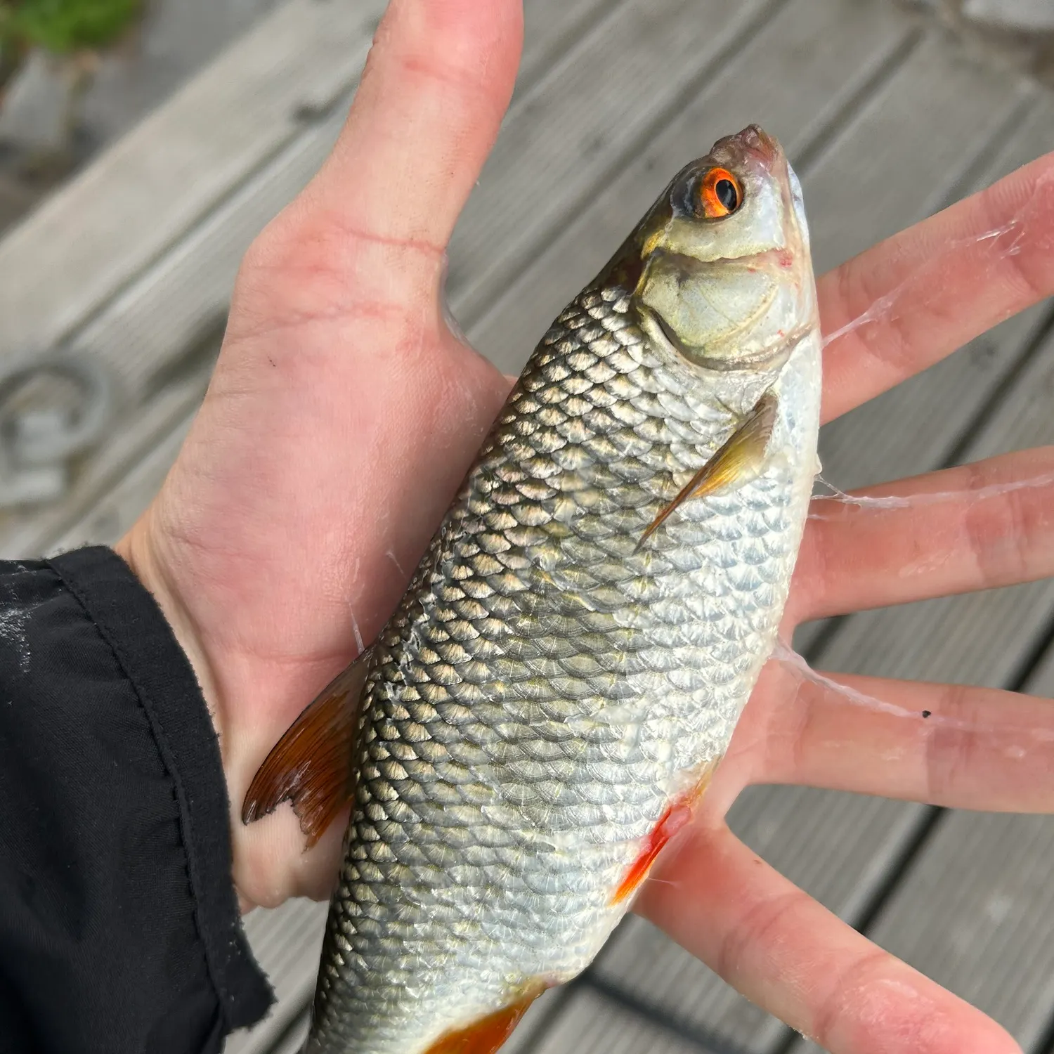 Common roach caught on Fishbrain