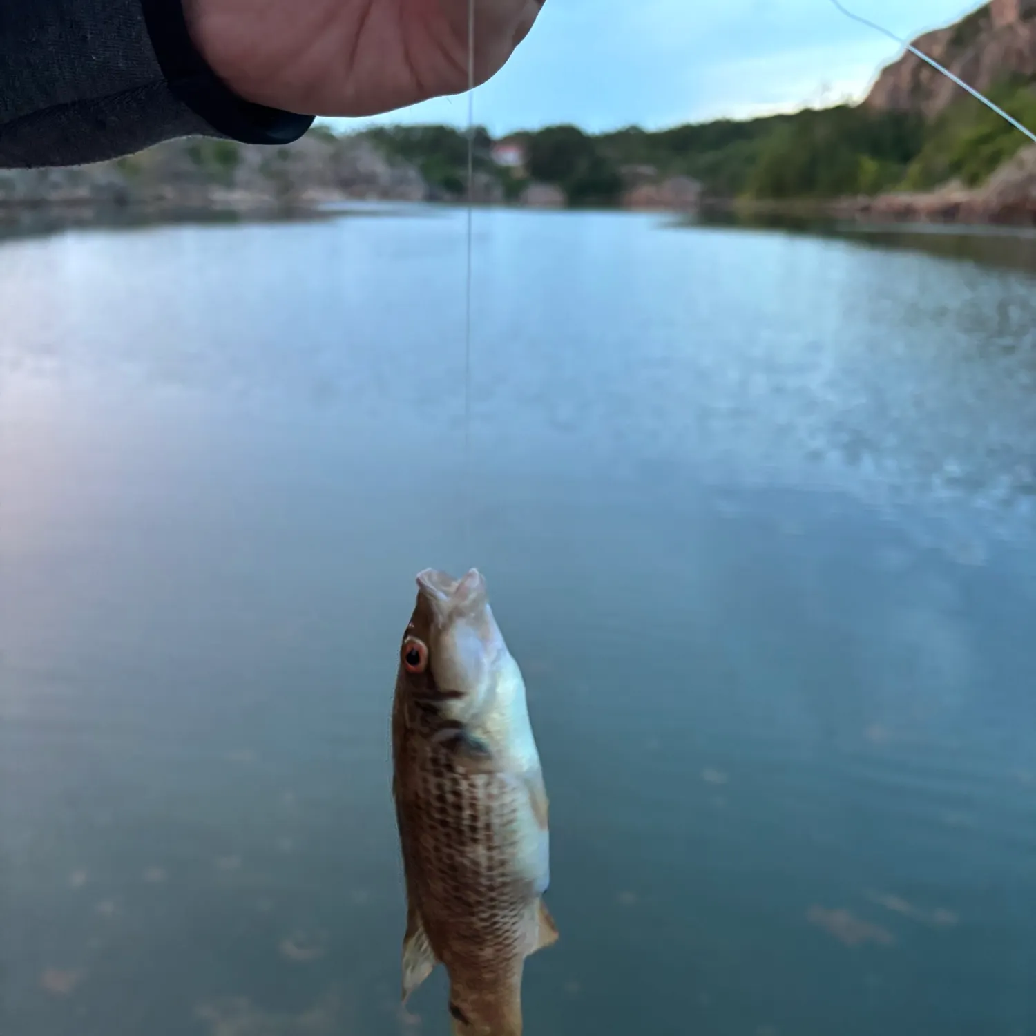 The most recent Goldsinny wrasse catches on Fishbrain