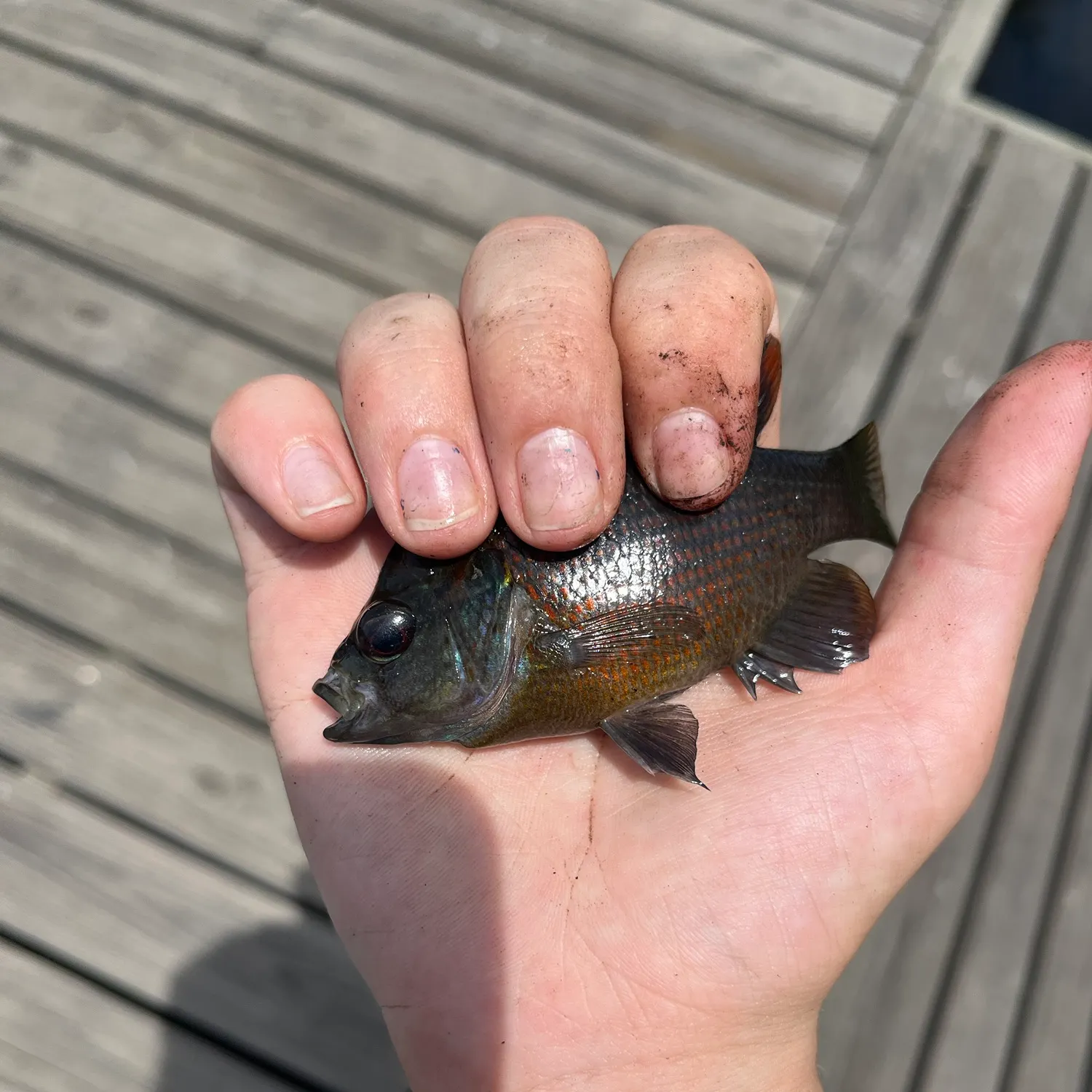 catch