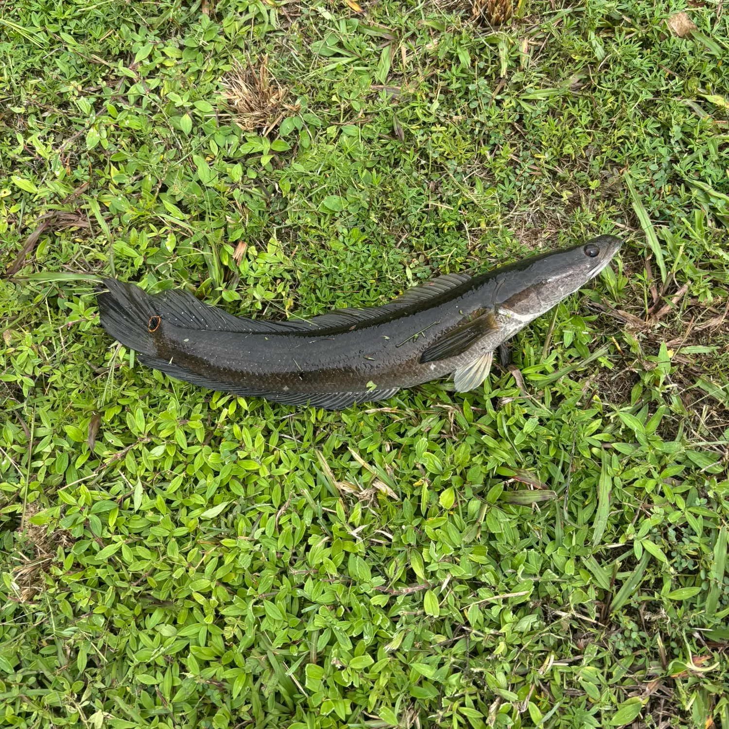 Bullseye snakehead caught on Fishbrain