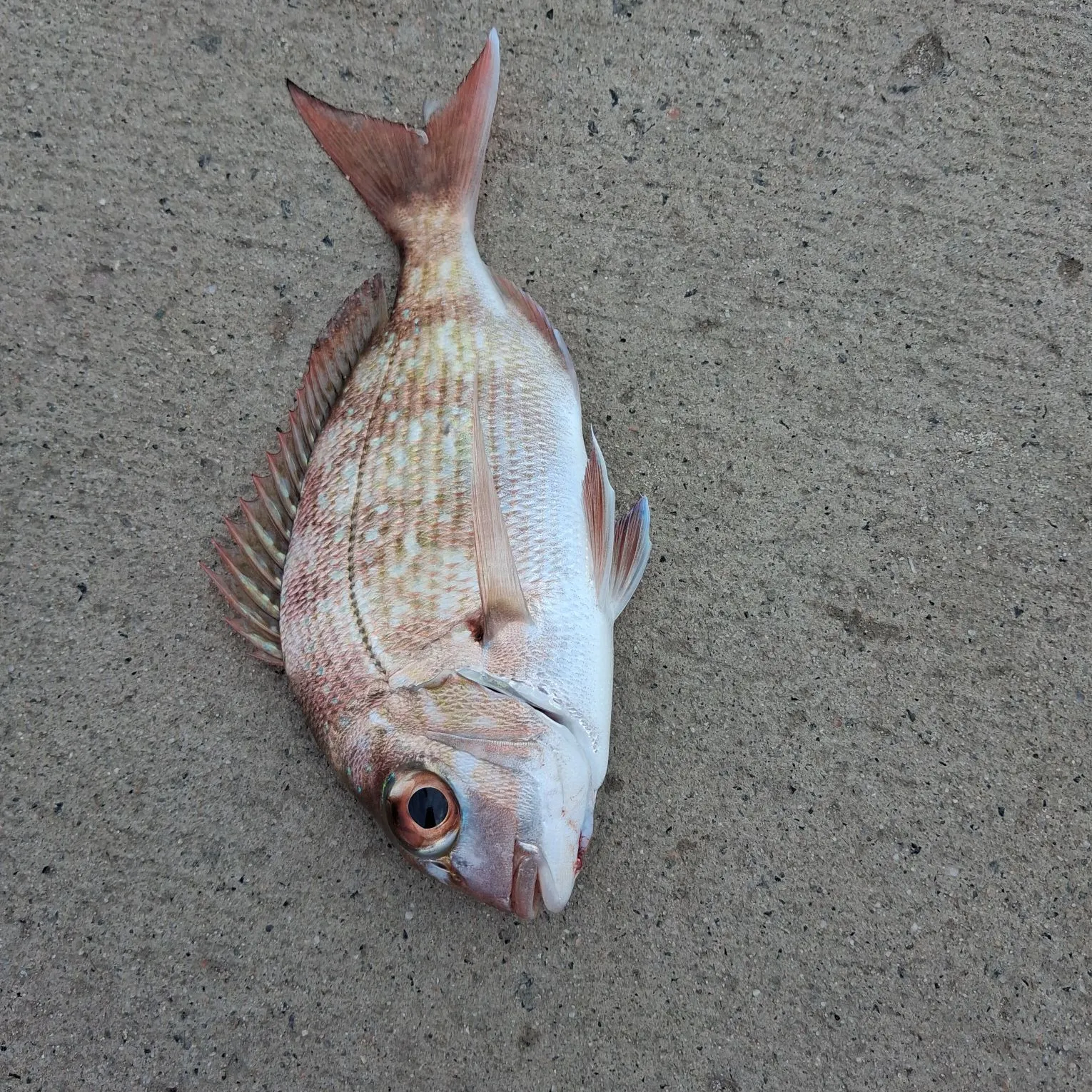 Australasian snapper caught on Fishbrain