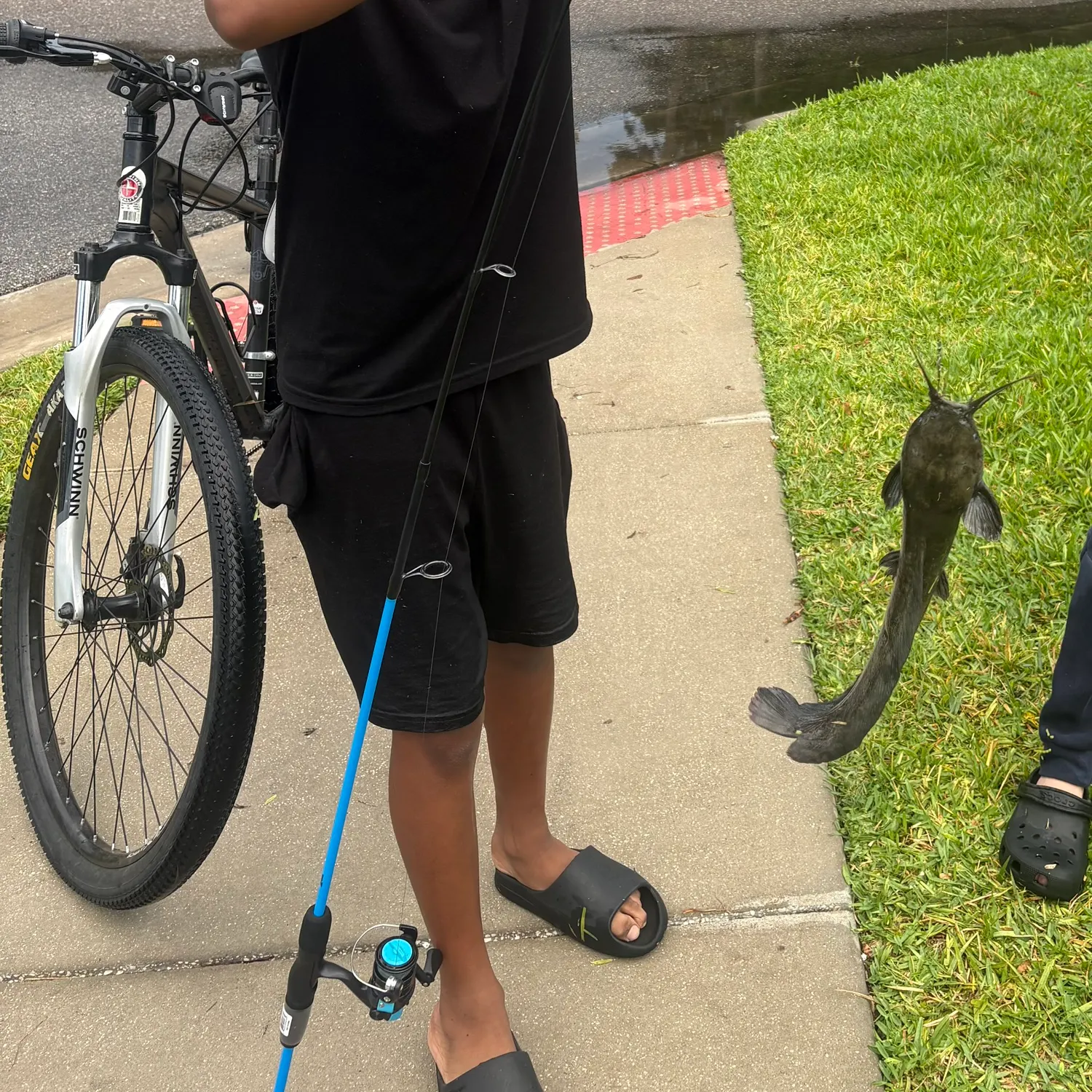 The most recent Amur catfish catches on Fishbrain