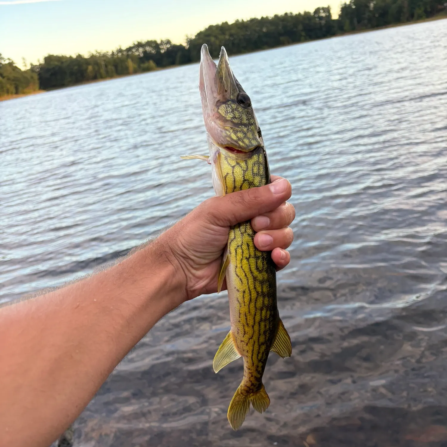Chain pickerel caught on Fishbrain