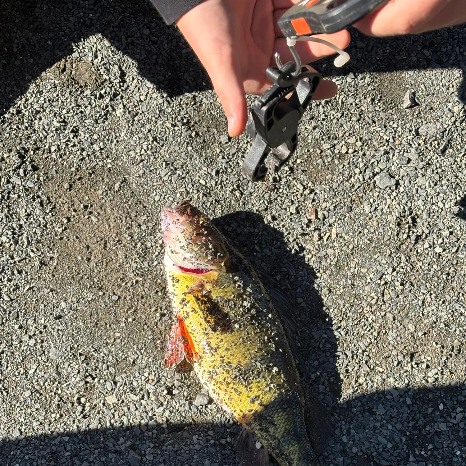 catch