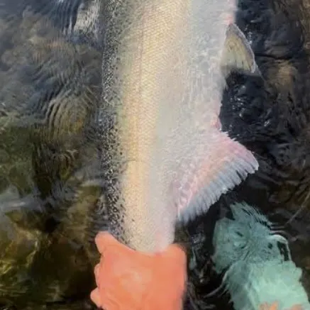 Coho salmon caught on Fishbrain