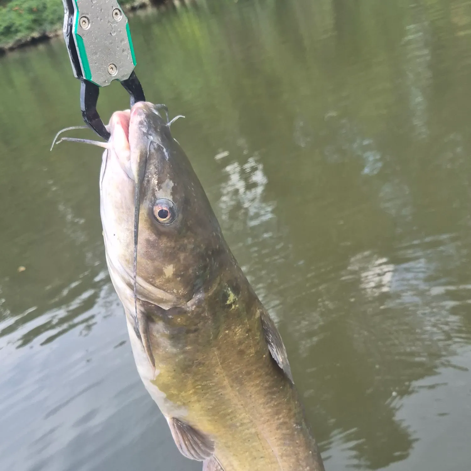 Channel catfish caught on Fishbrain