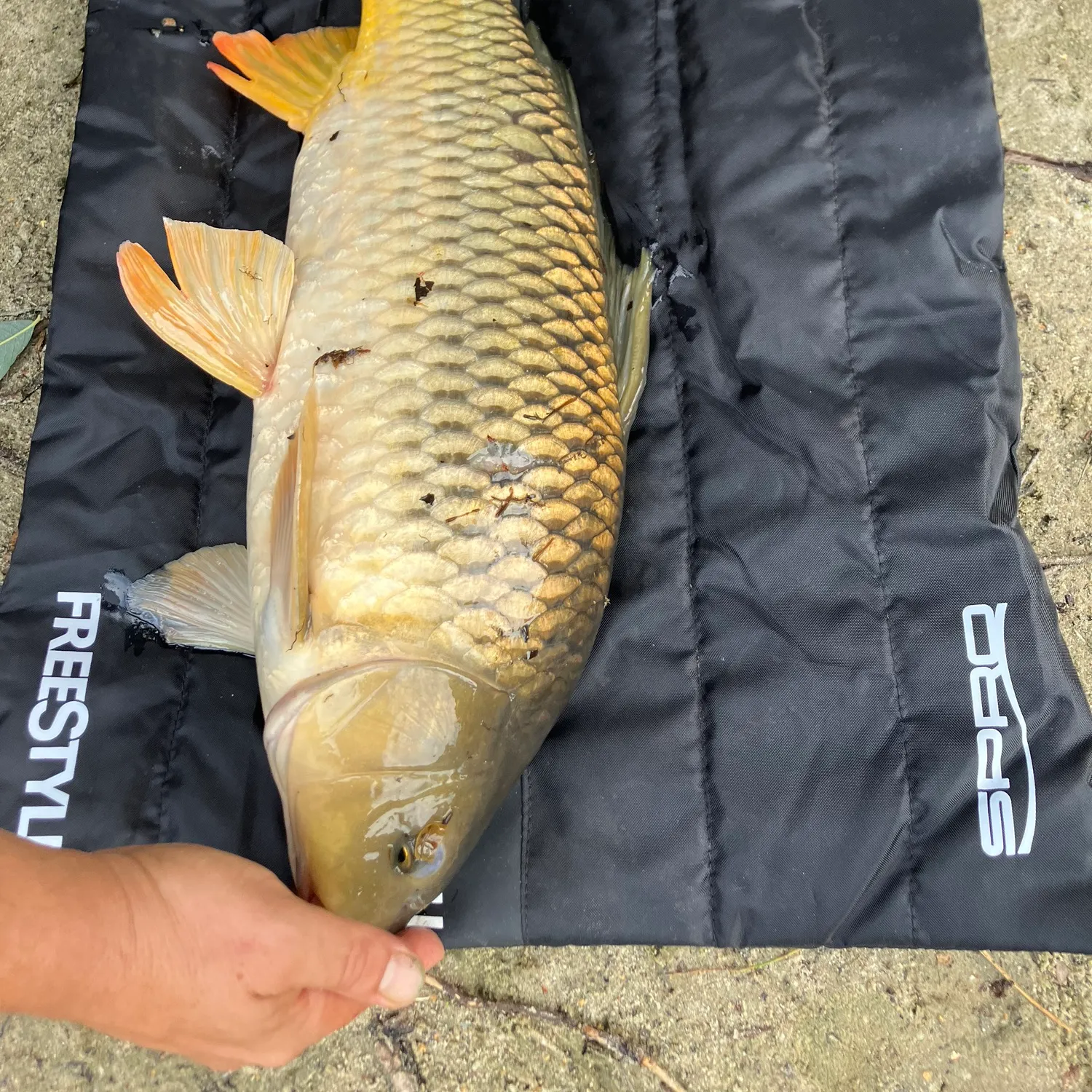 Common carp caught on Fishbrain