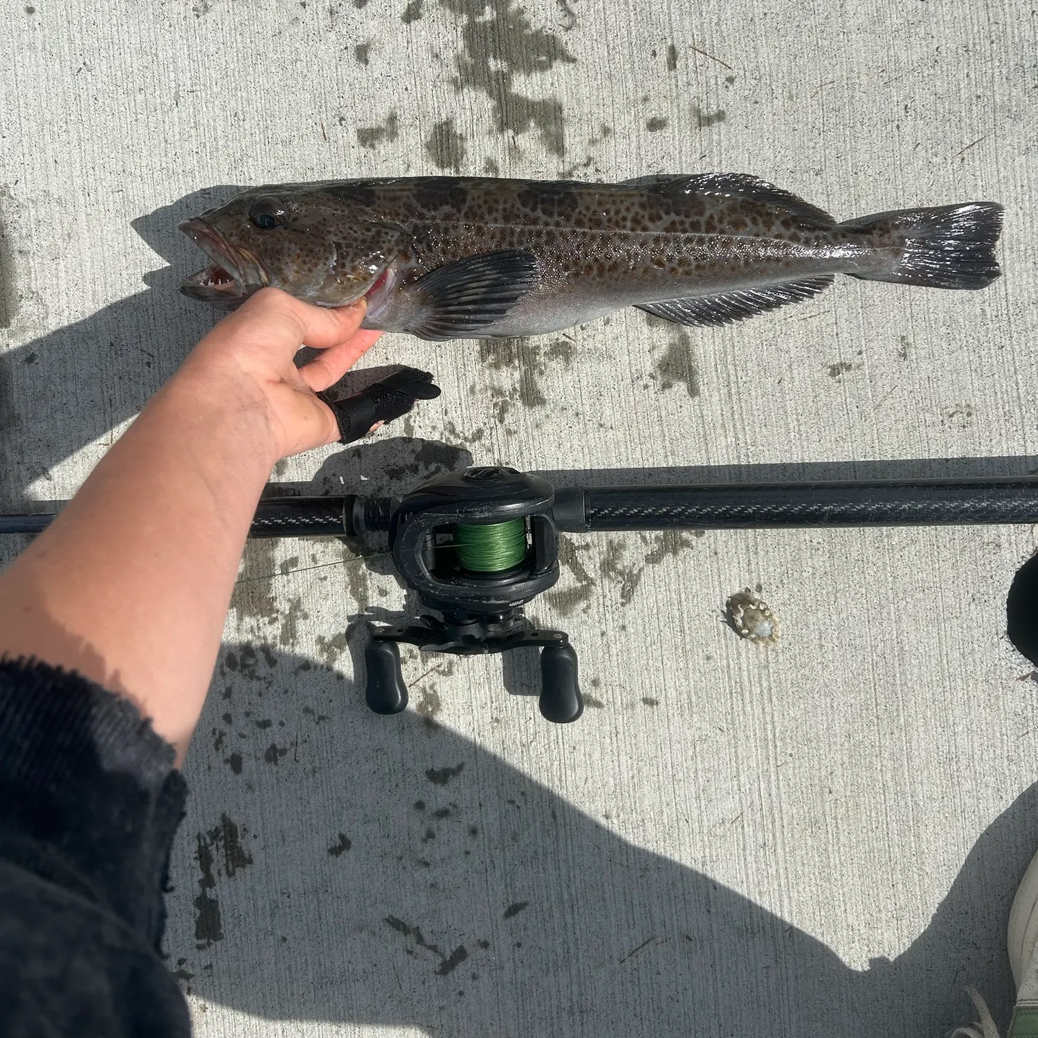 The most recent Lingcod catches on Fishbrain