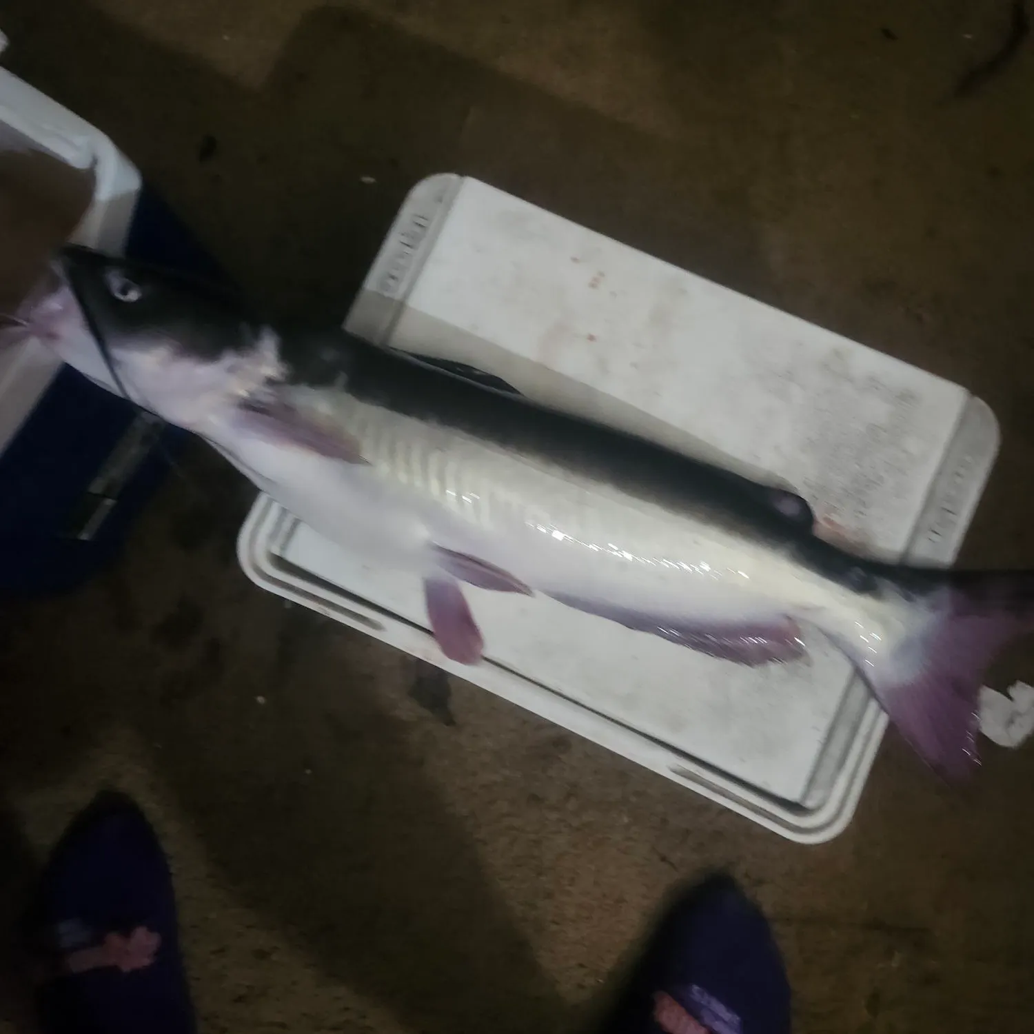 angler catch
