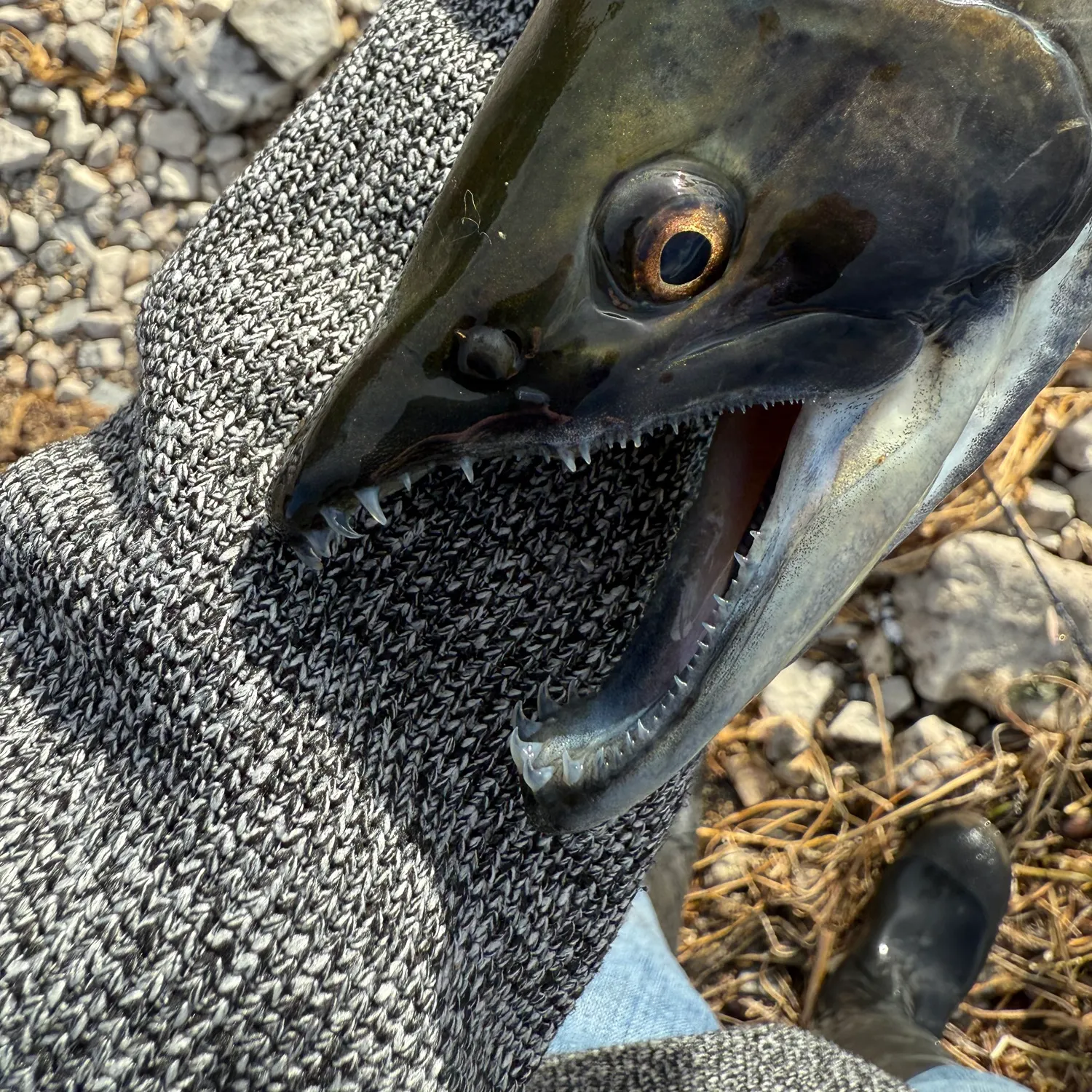 The most recent Kokanee salmon catches on Fishbrain