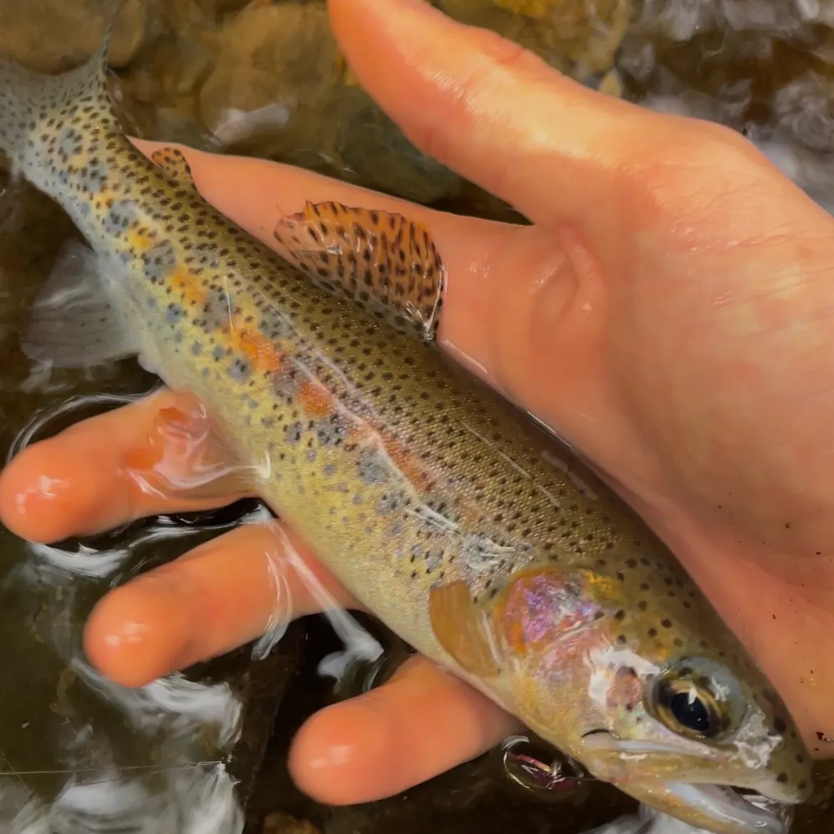 The most recent Coastal rainbow trout catches on Fishbrain