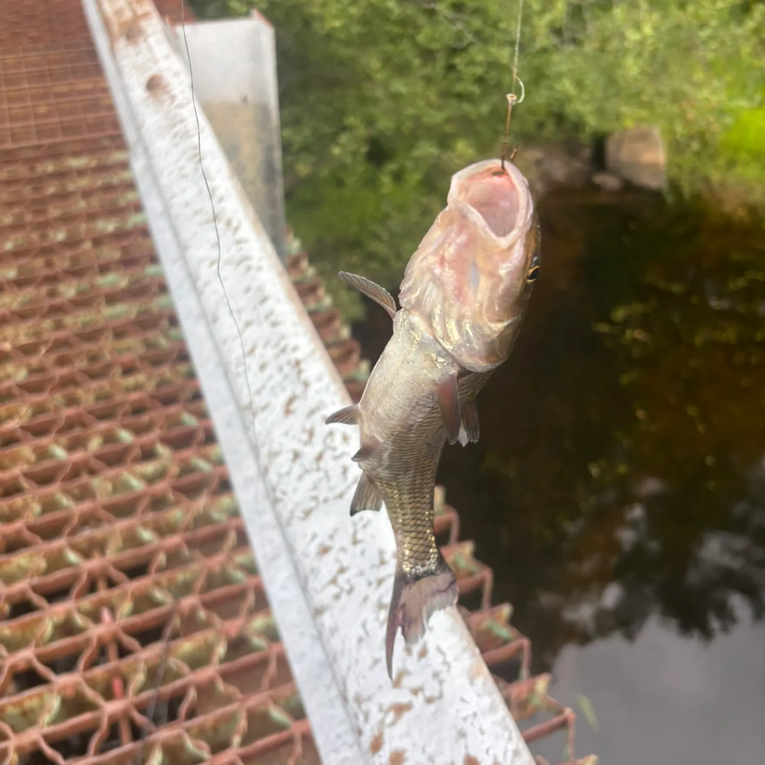 Fish caught on Fishbrain