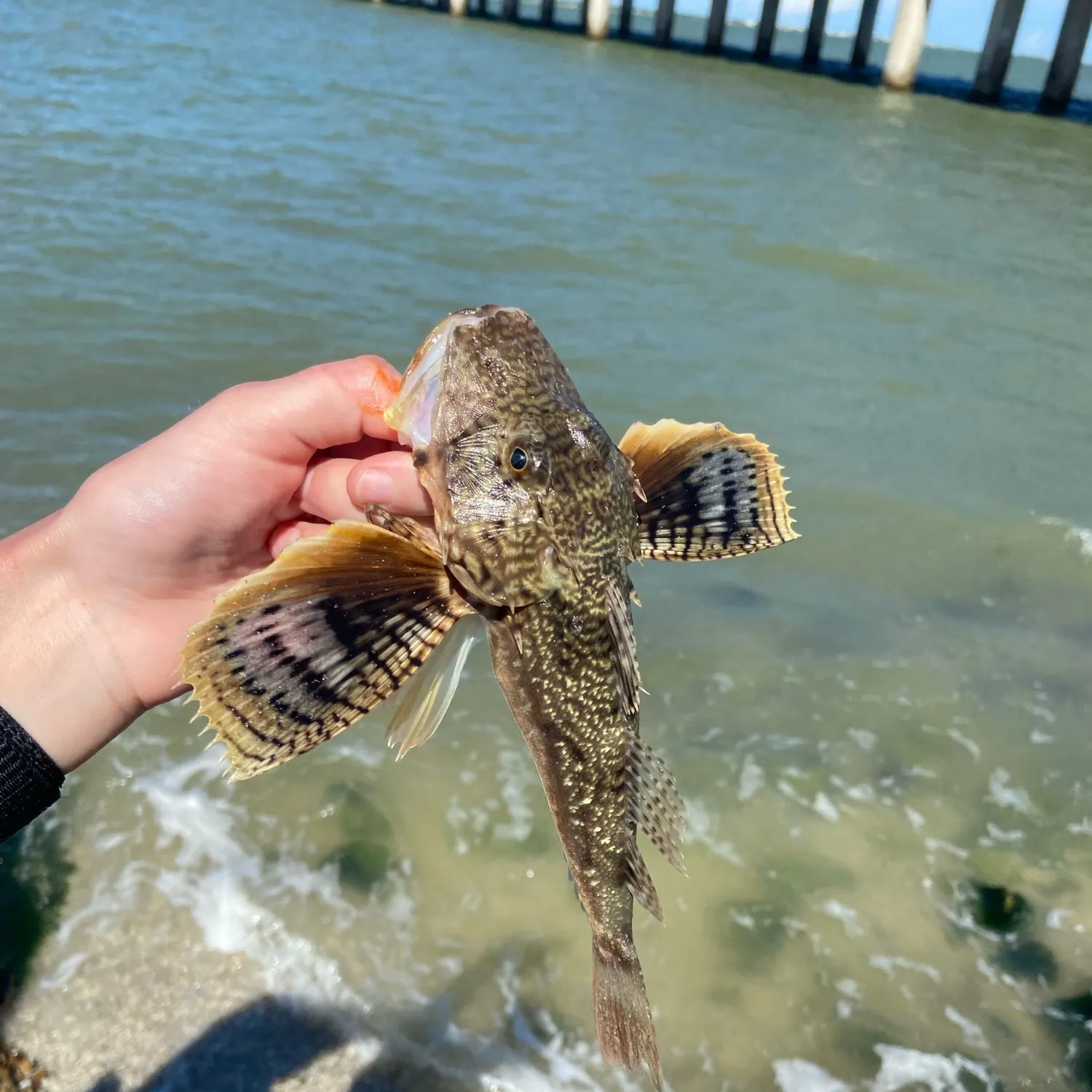 The most recent Tub gurnard catches on Fishbrain