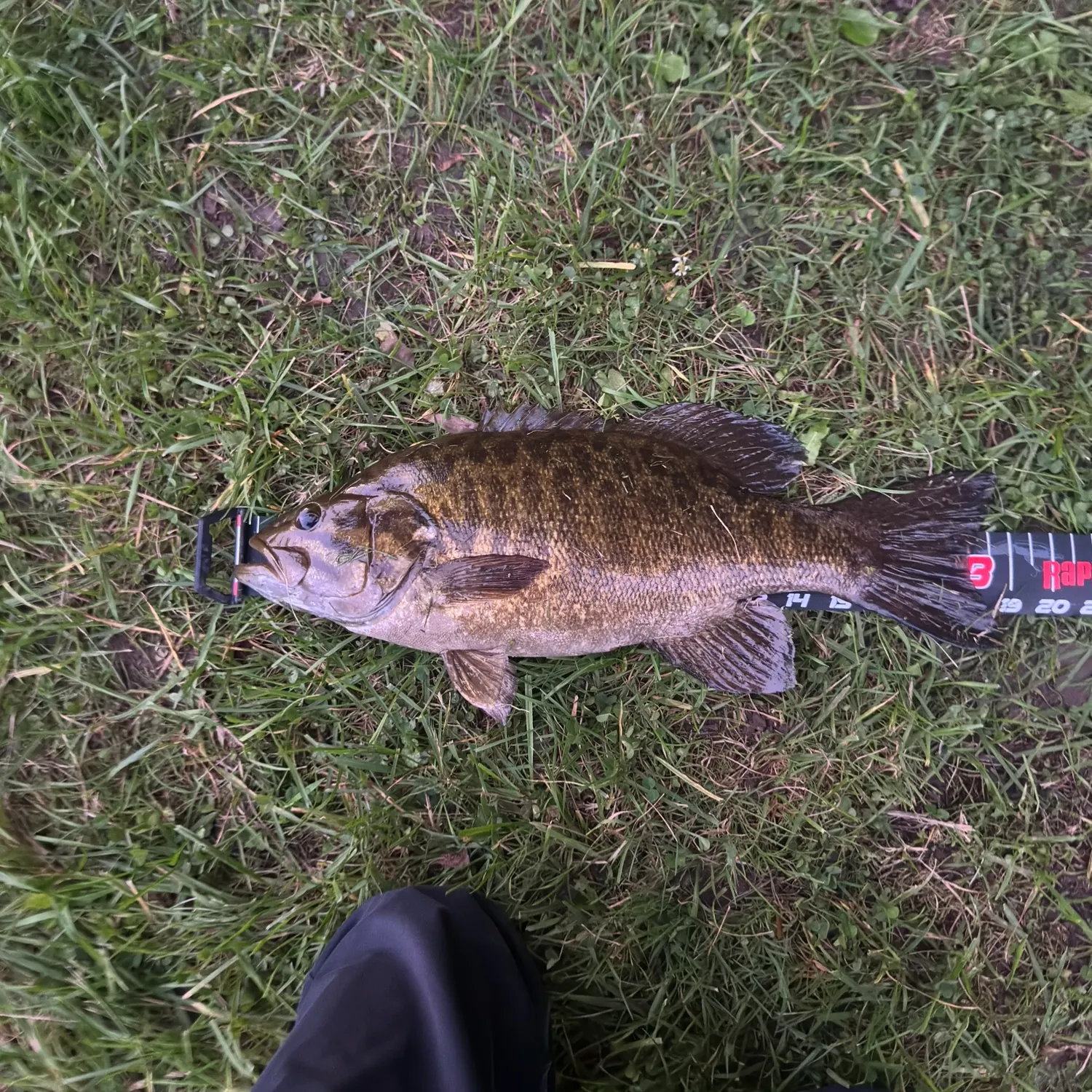 Smallmouth bass caught on Fishbrain