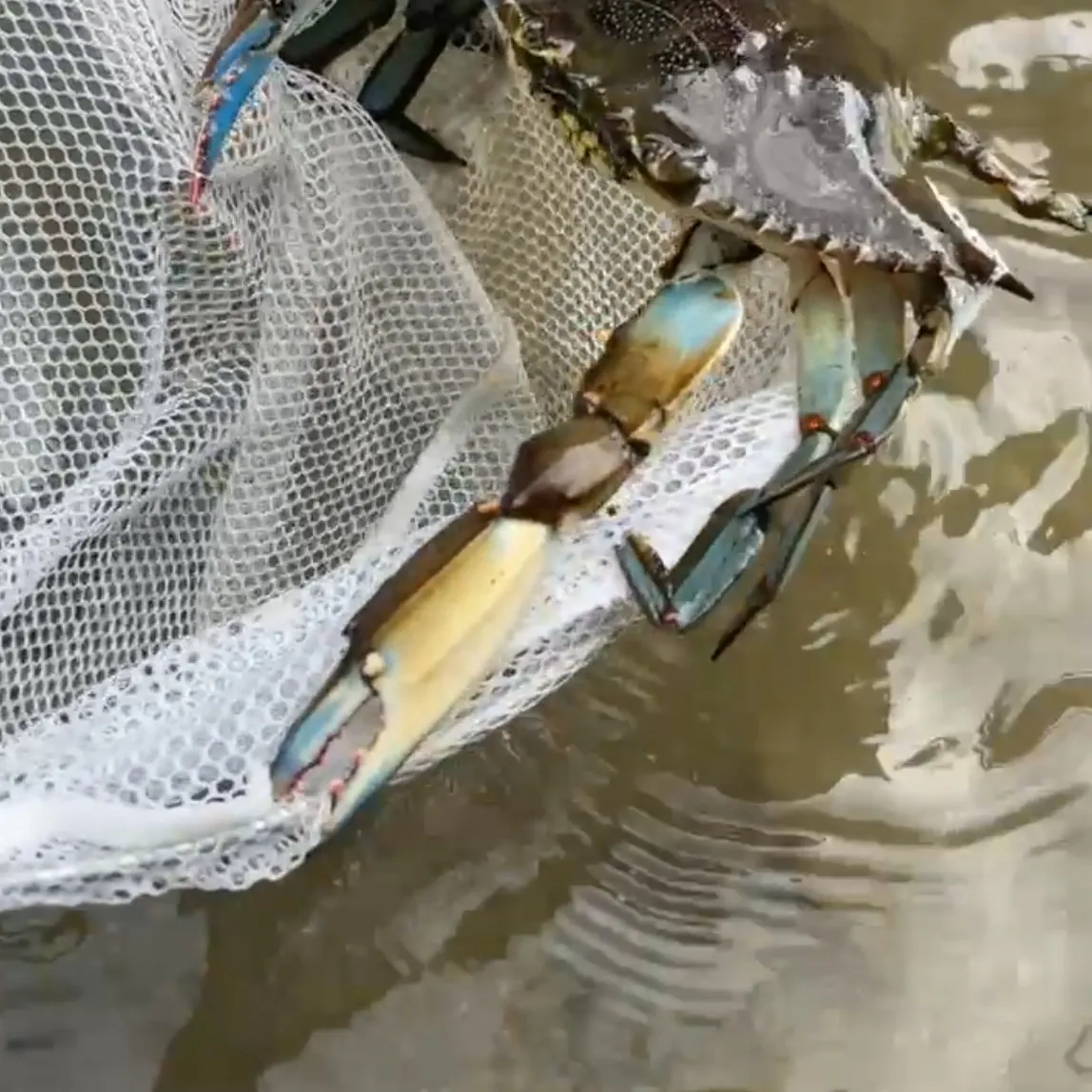 Blue swimmer crab caught on Fishbrain