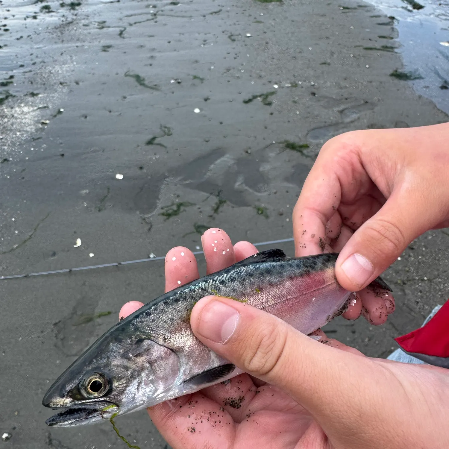 Chinook salmon caught on Fishbrain
