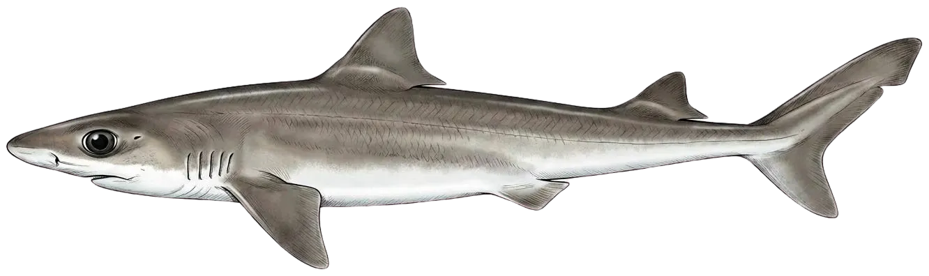 Shortnose spurdog