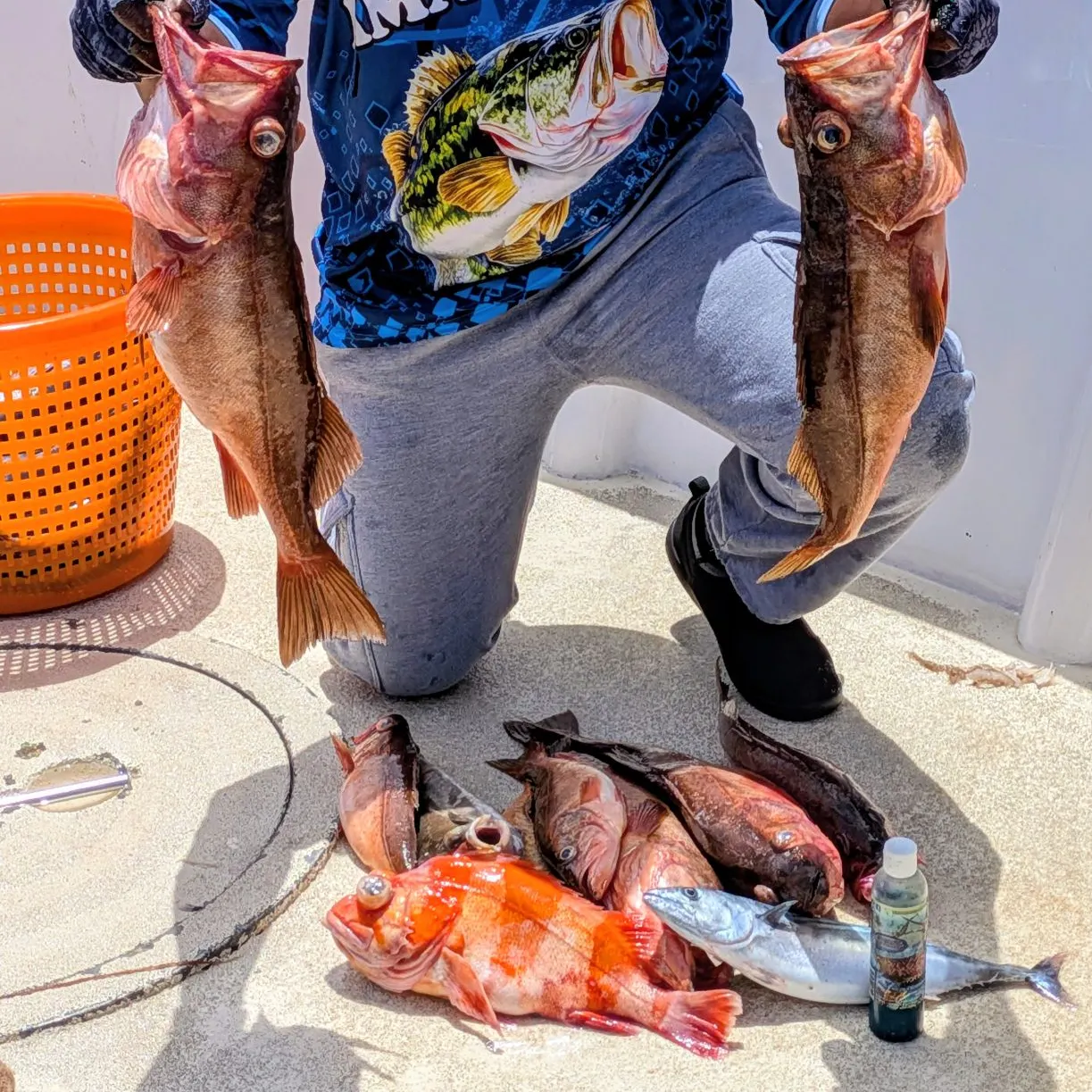 The most recent Redstripe rockfish catches on Fishbrain