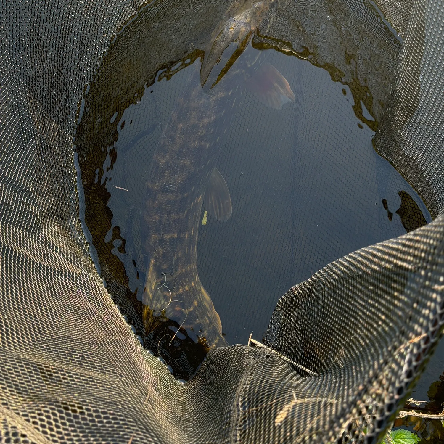 Northern pike caught on Fishbrain