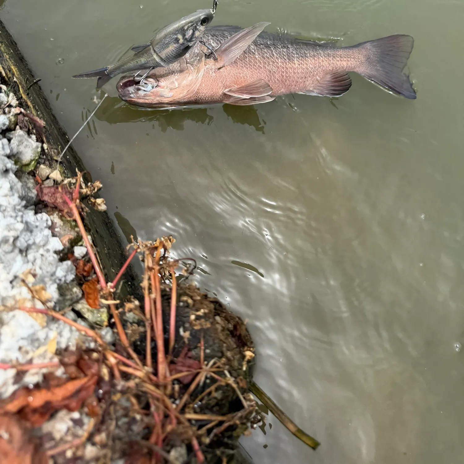 Fish caught on Fishbrain