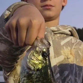 Black crappie caught on Fishbrain