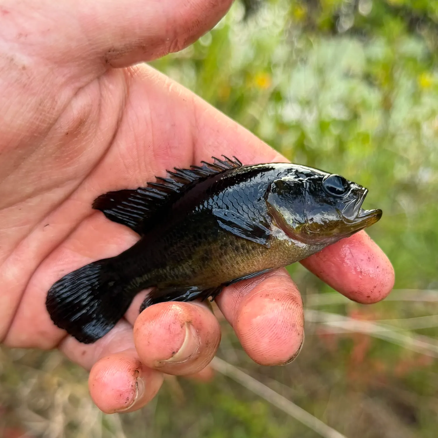 The most recent Mud sunfish catches on Fishbrain