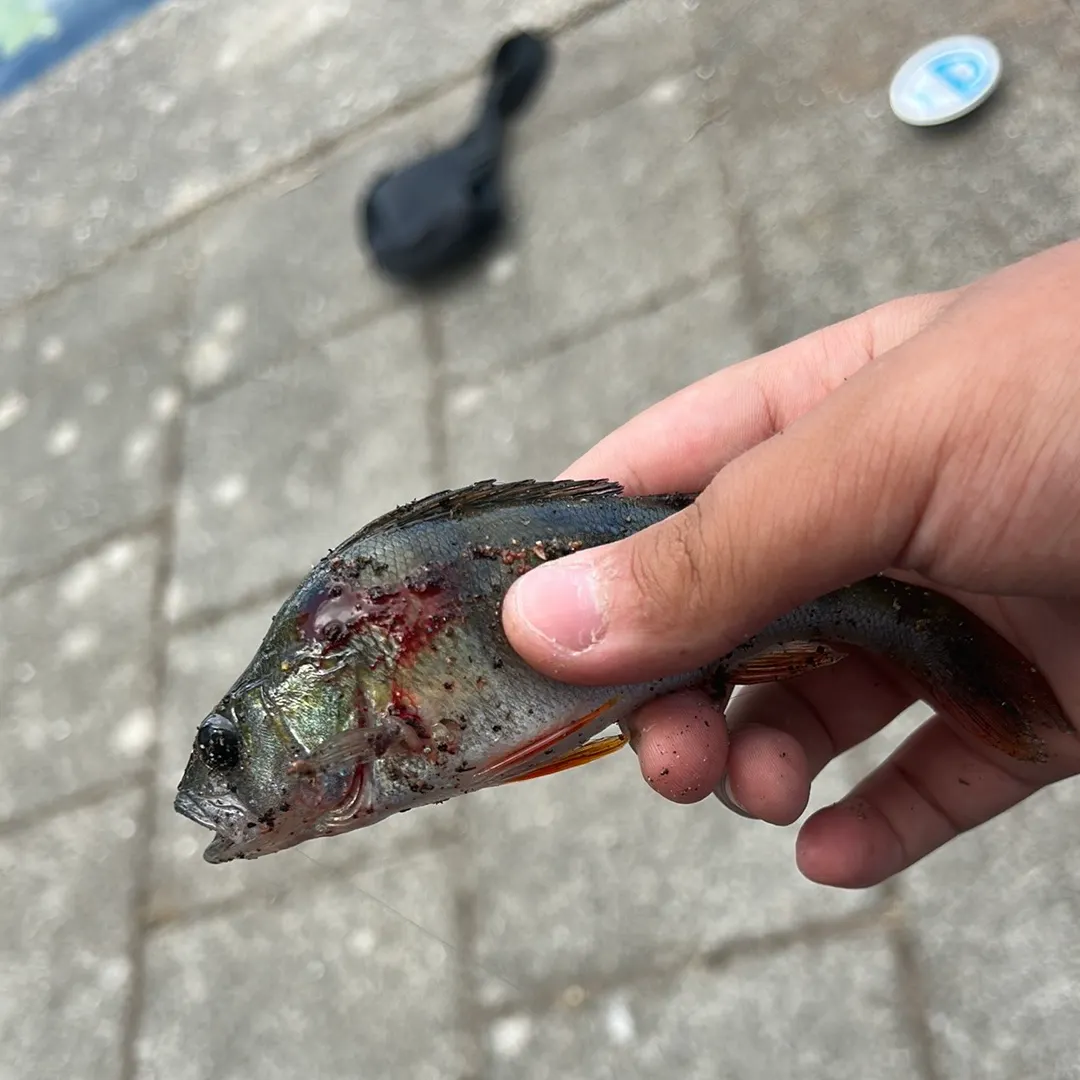 The most recent European grayling catches on Fishbrain