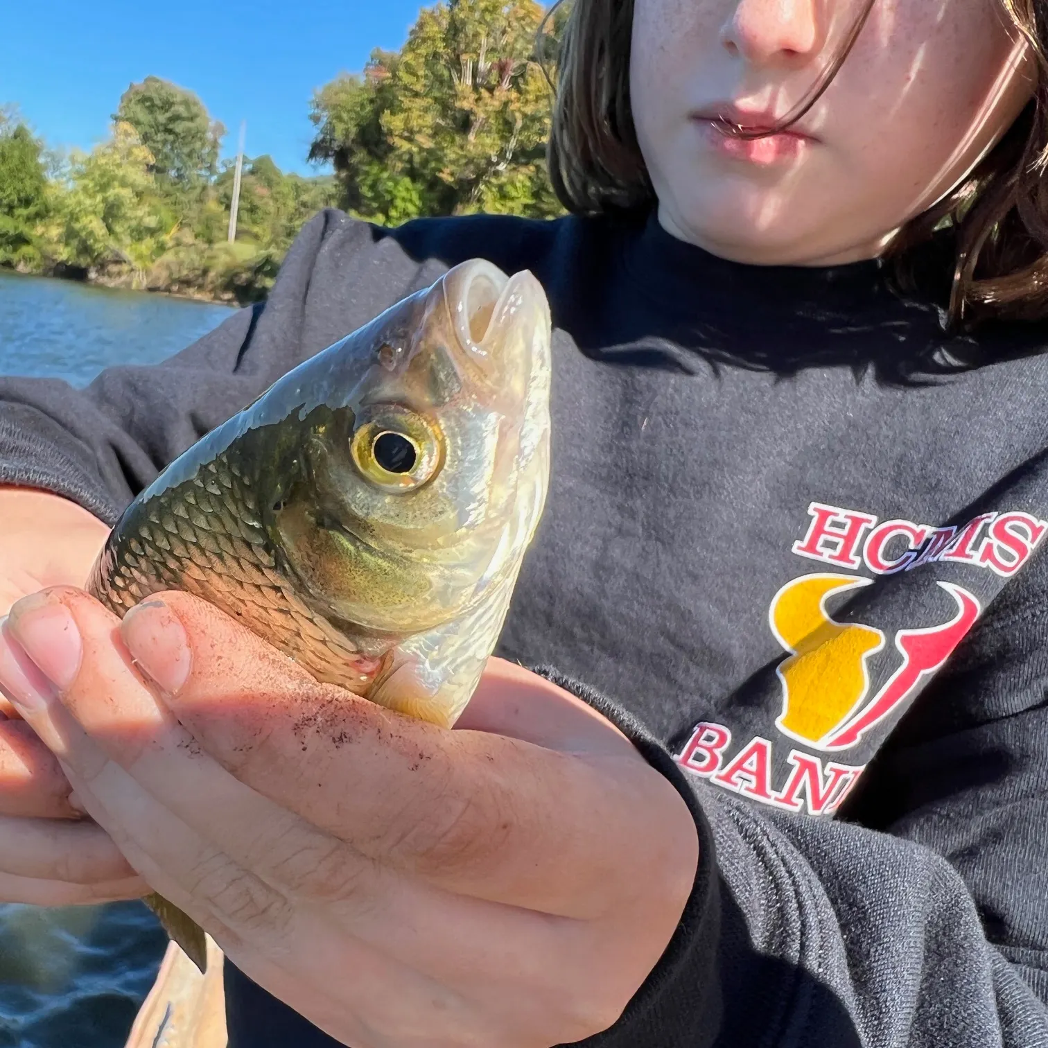 The most recent Golden shiner catches on Fishbrain