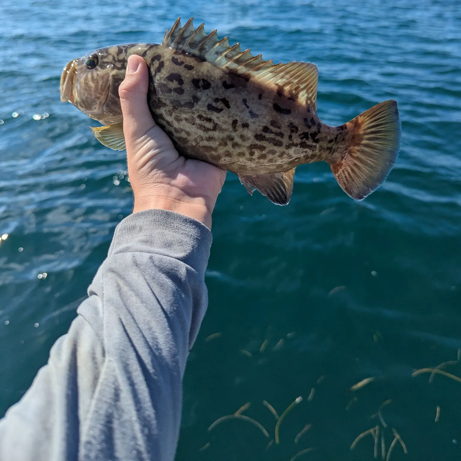 Gag grouper caught on Fishbrain