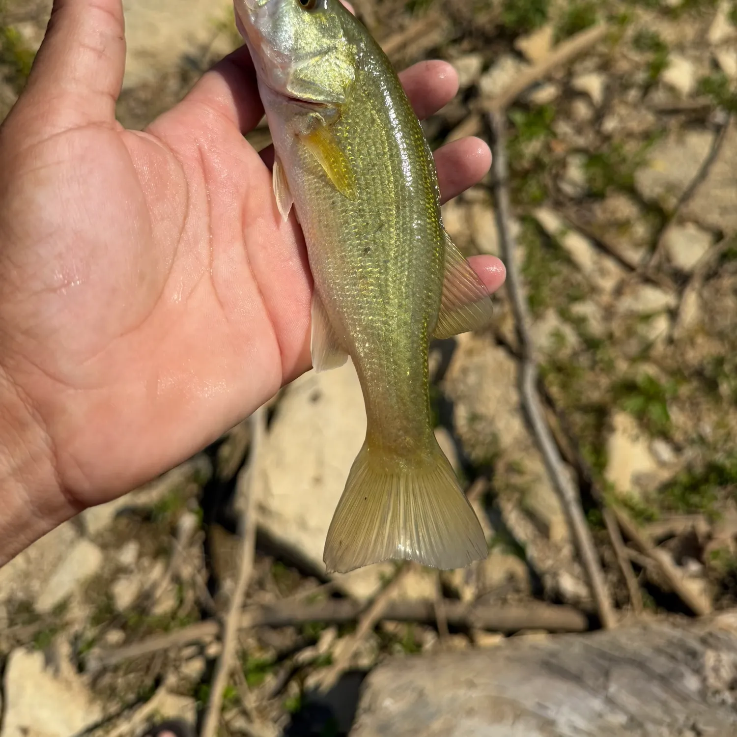 Largemouth bass caught on Fishbrain