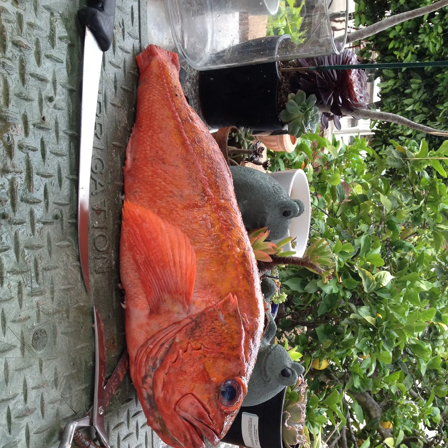 The most recent Vermilion rockfish catches on Fishbrain