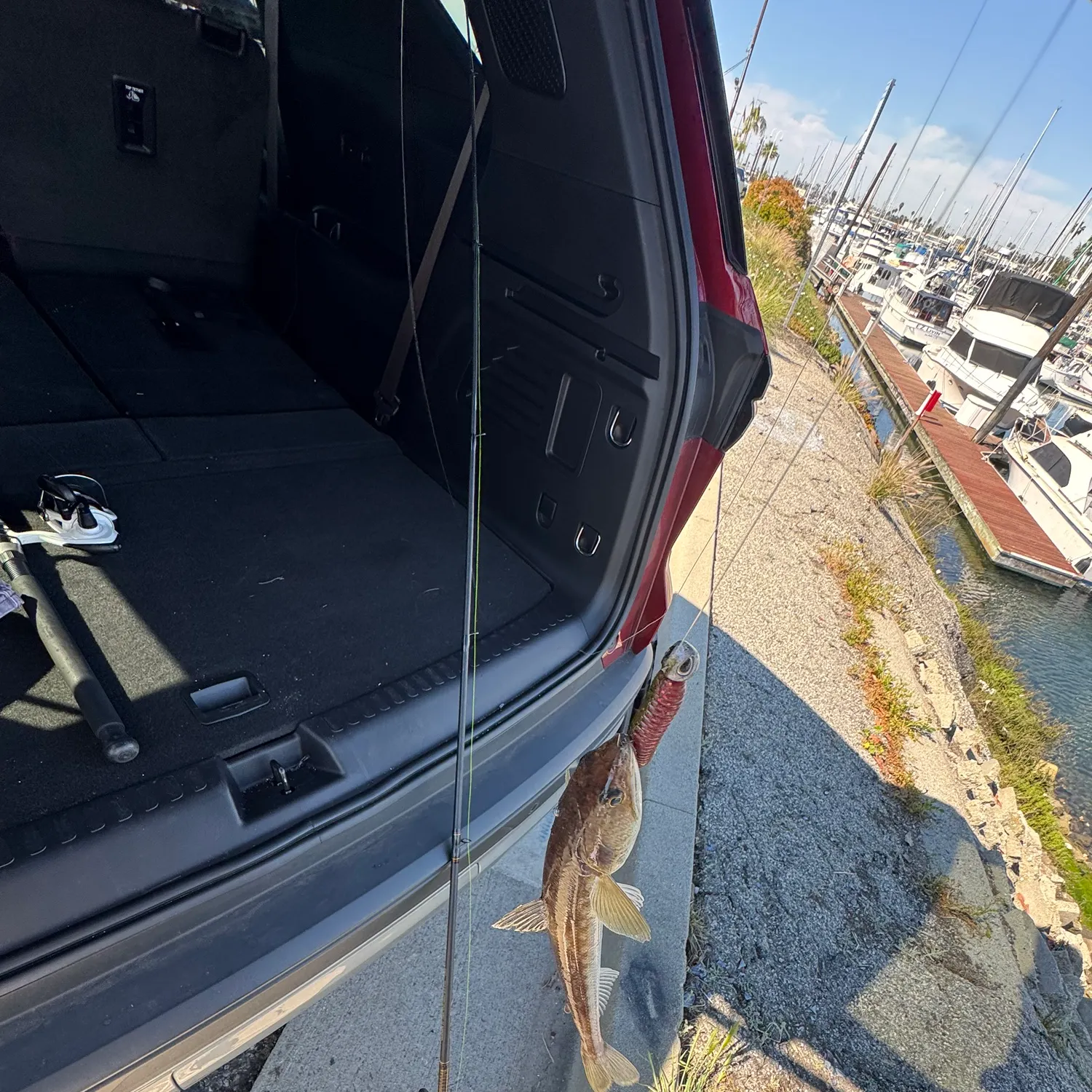 The most recent Inshore lizardfish catches on Fishbrain