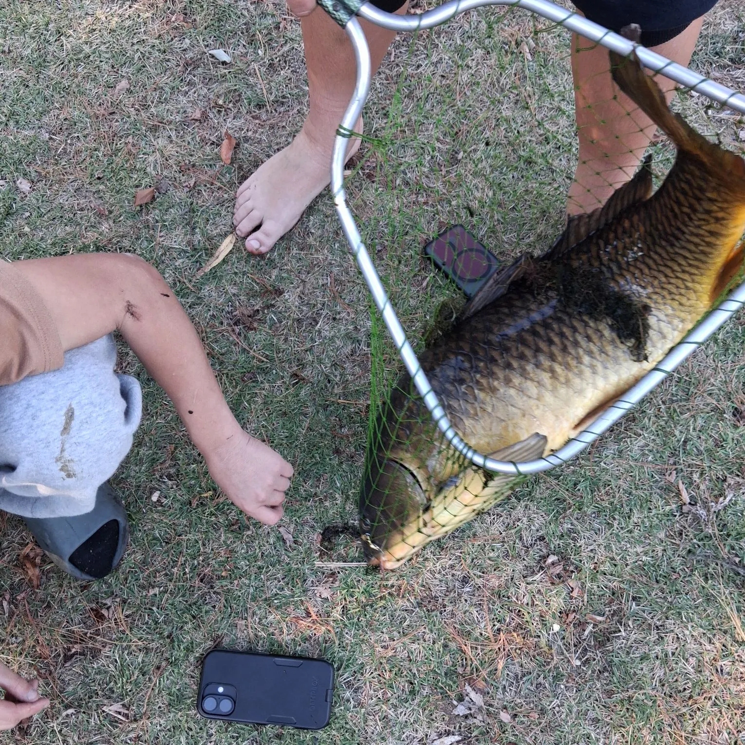 Common carp caught on Fishbrain
