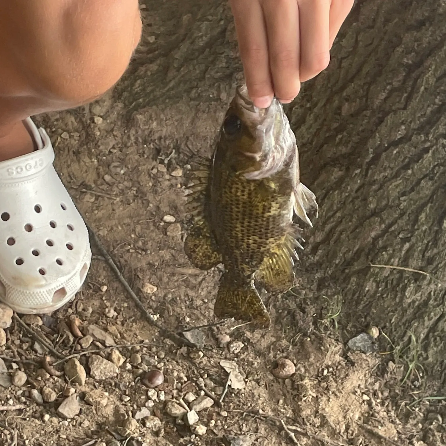 Rock bass caught on Fishbrain