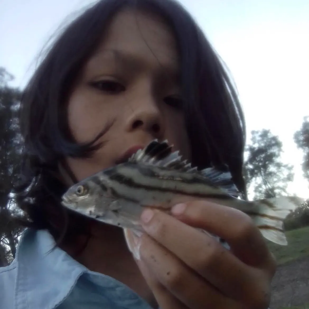 The most recent Jarbua terapon catches on Fishbrain