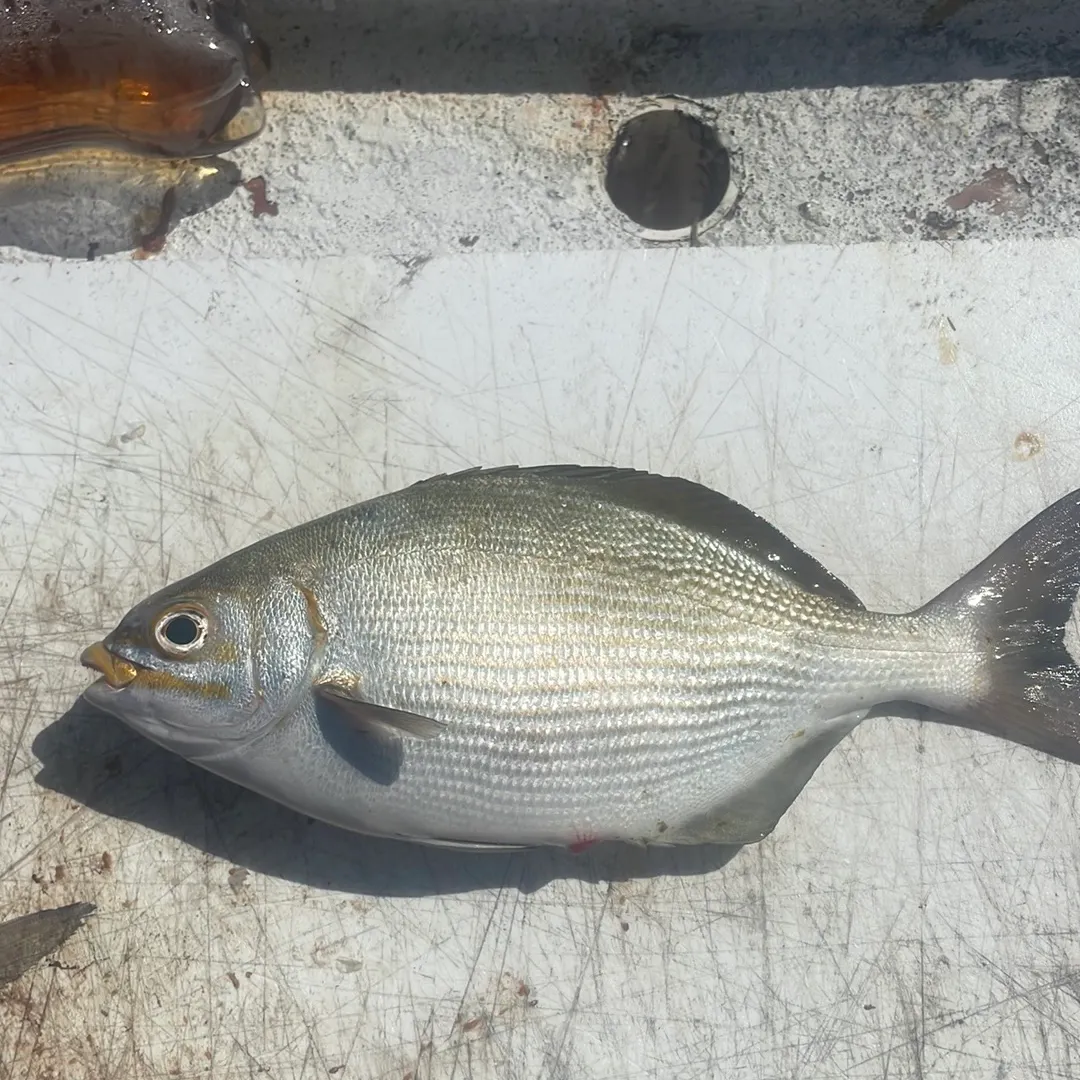 The most recent Spot croaker catches on Fishbrain