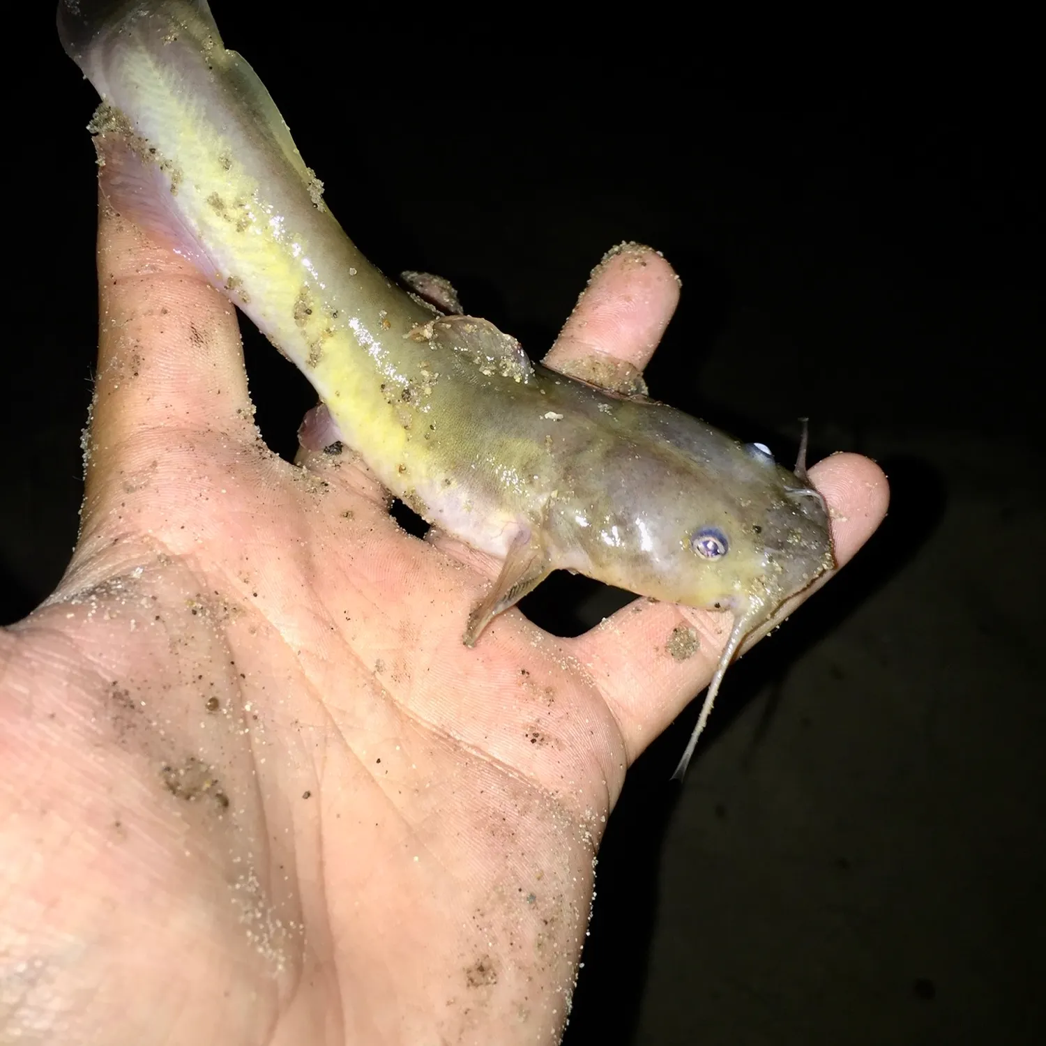 The most recent Slender madtom catches on Fishbrain