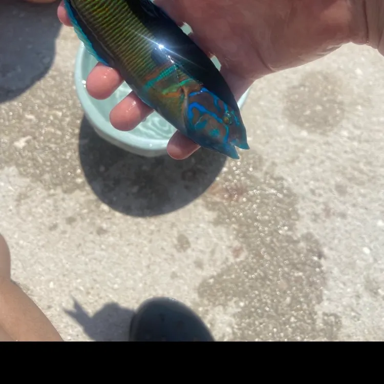 The most recent Ornate wrasse catches on Fishbrain